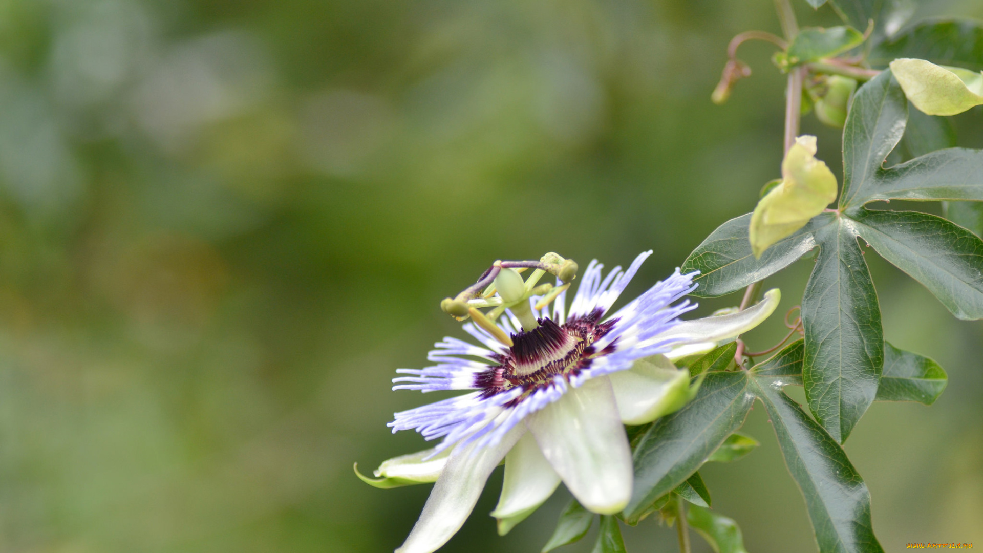 цветы, пассифлора, цветение