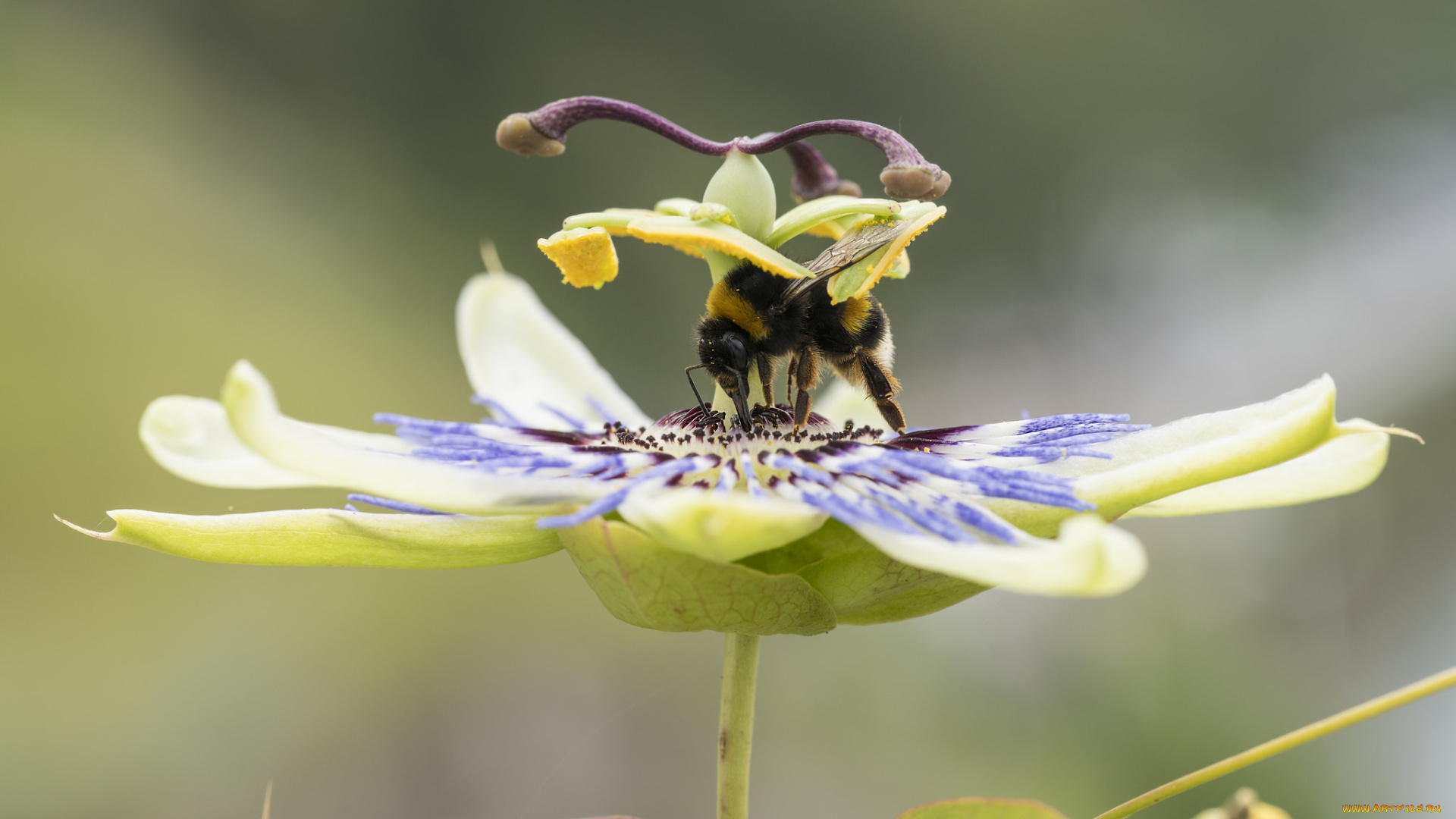 цветы, пассифлора, шмель, цветок