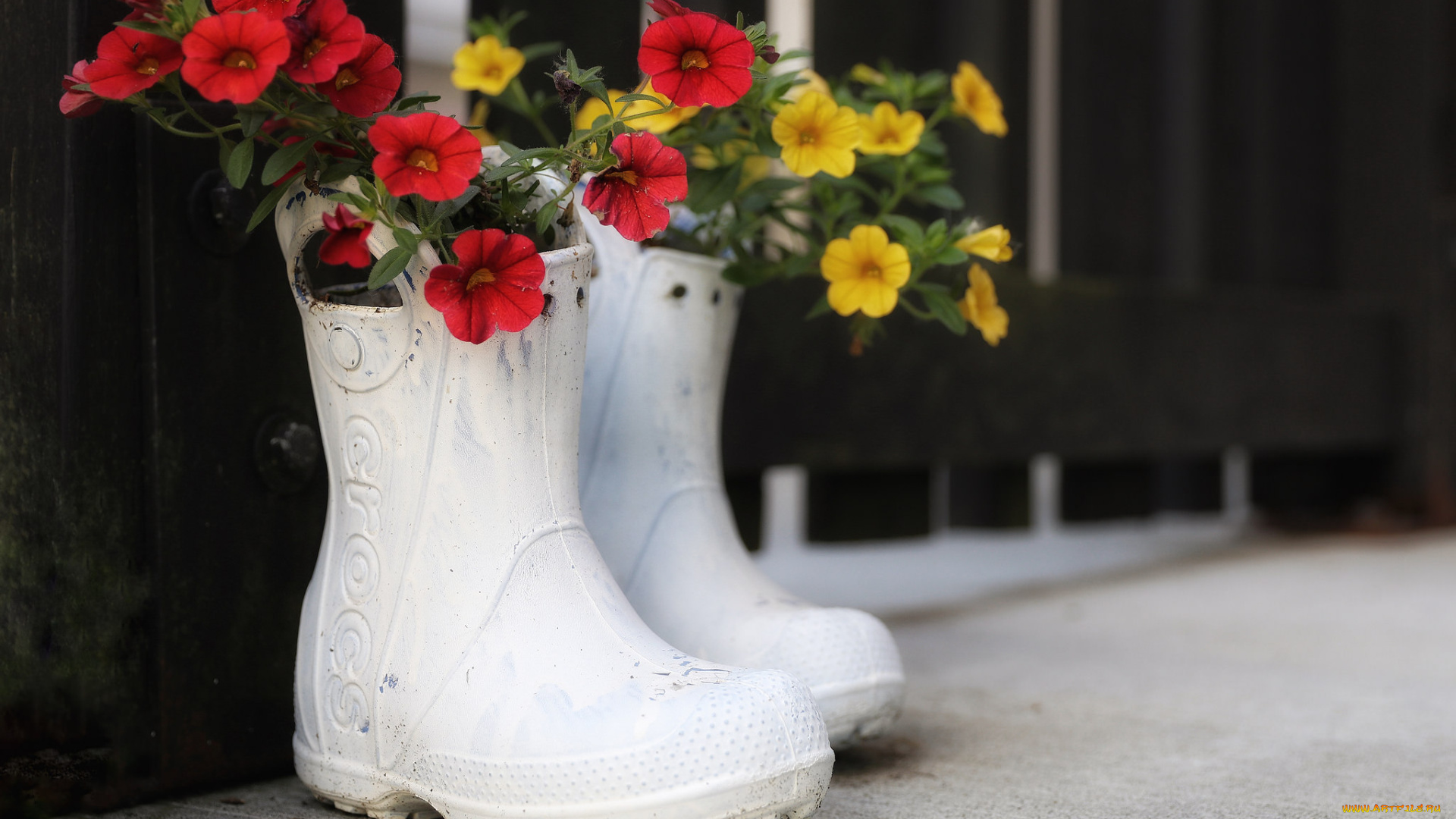 цветы, петунии, , калибрахоа, бутон, петуния, нежность, цветение, калибрахоа