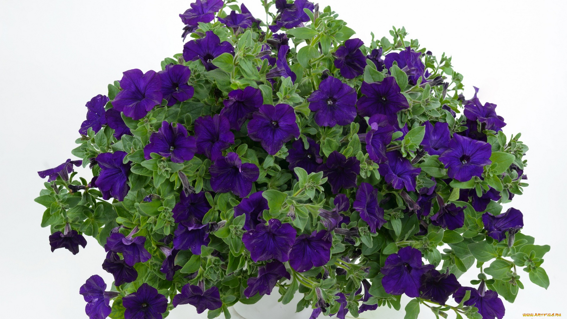 цветы, петунии, , калибрахоа, цветок