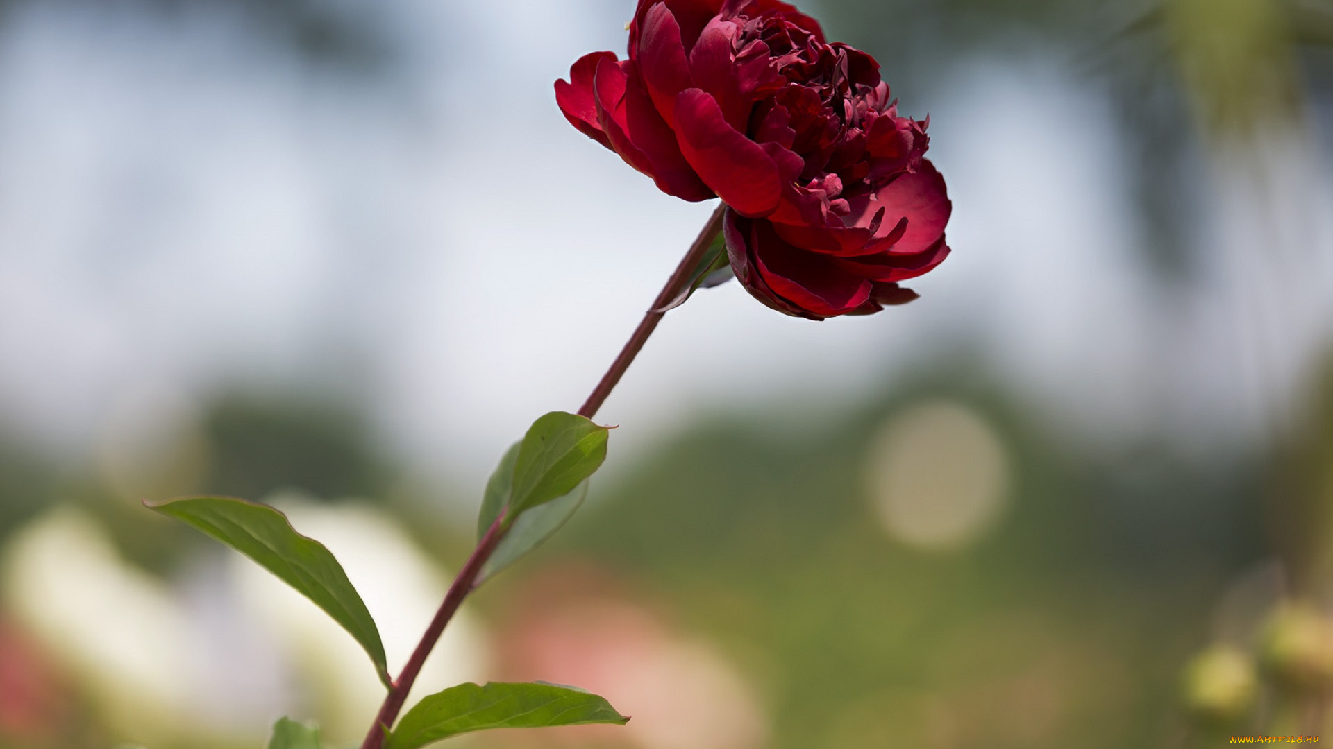 цветы, пионы, цветение, листья, лепестки, бутон, пион