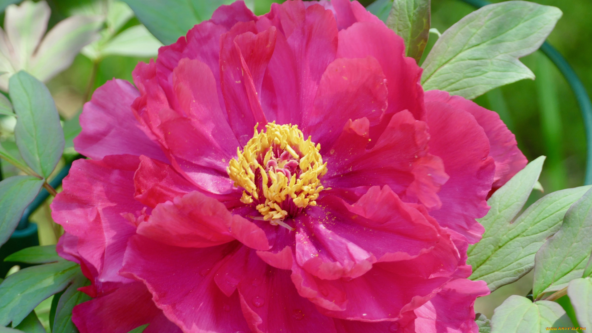 цветы, пионы, лепестки, бутон, пион, цветение, листья