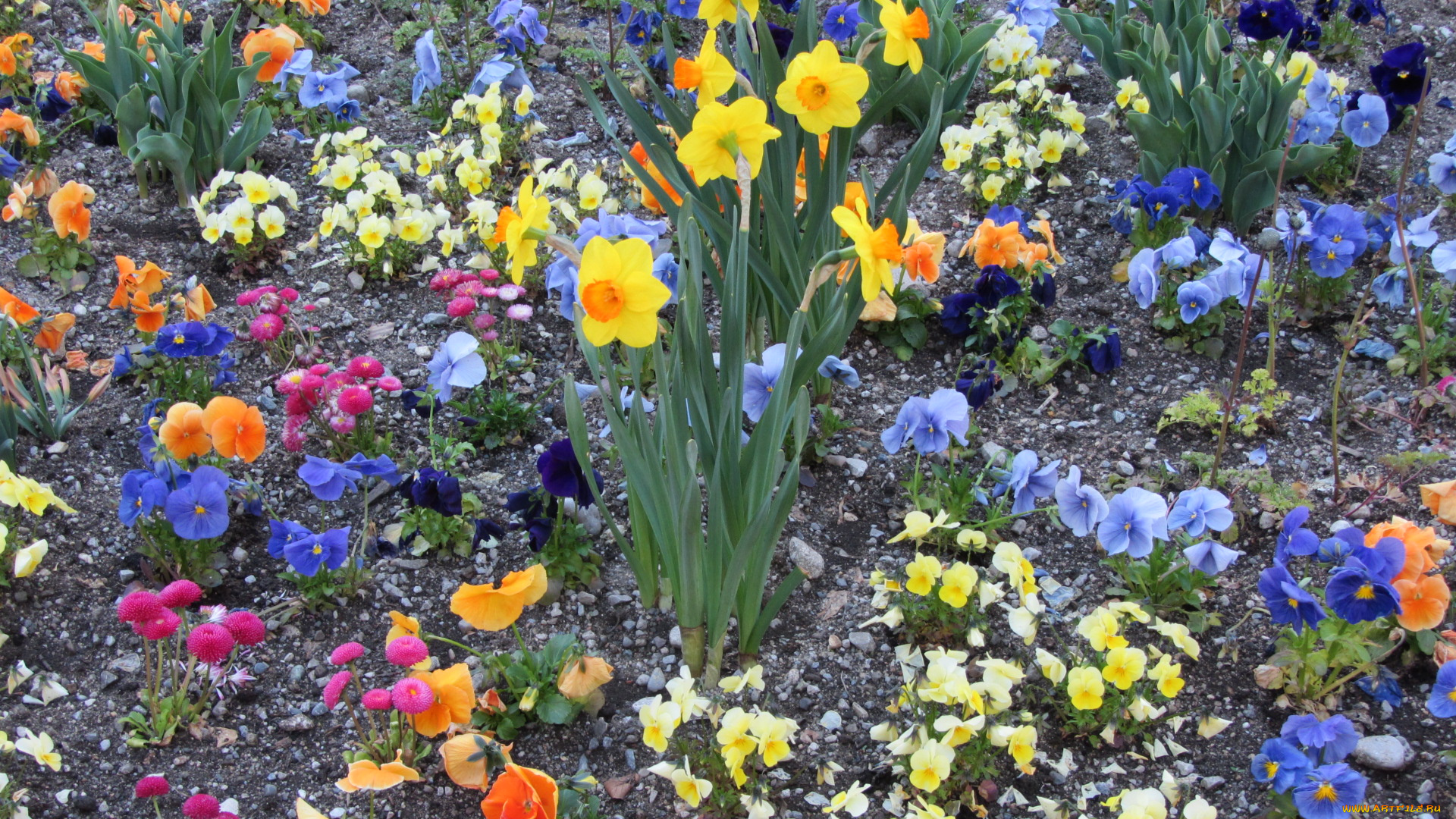 цветы, разные, вместе, цветок