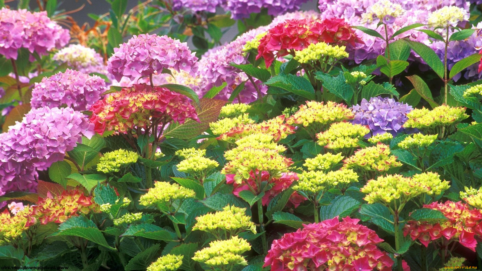 цветы, разные, вместе, цветок