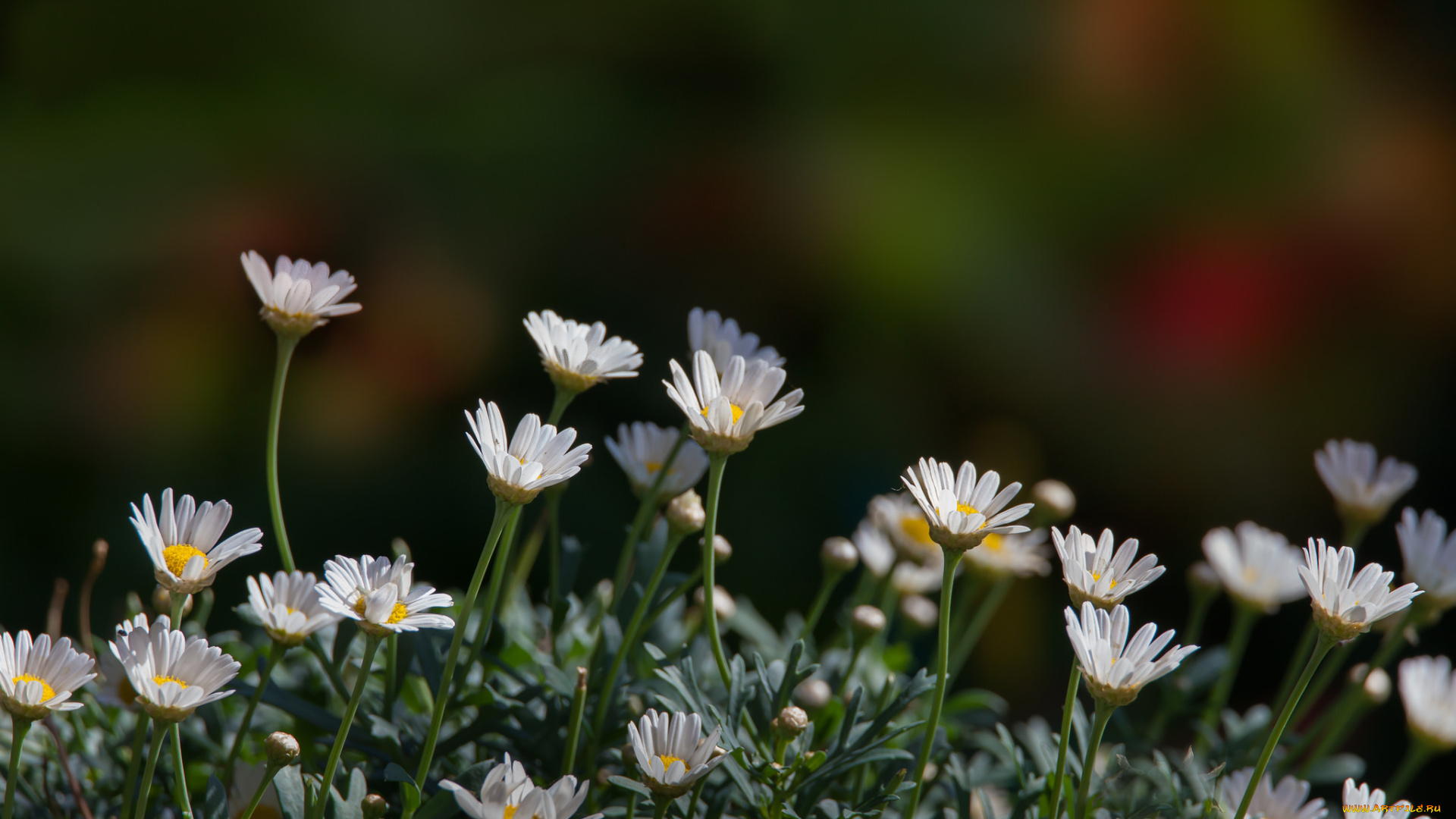 цветы, ромашки, поле, цветение