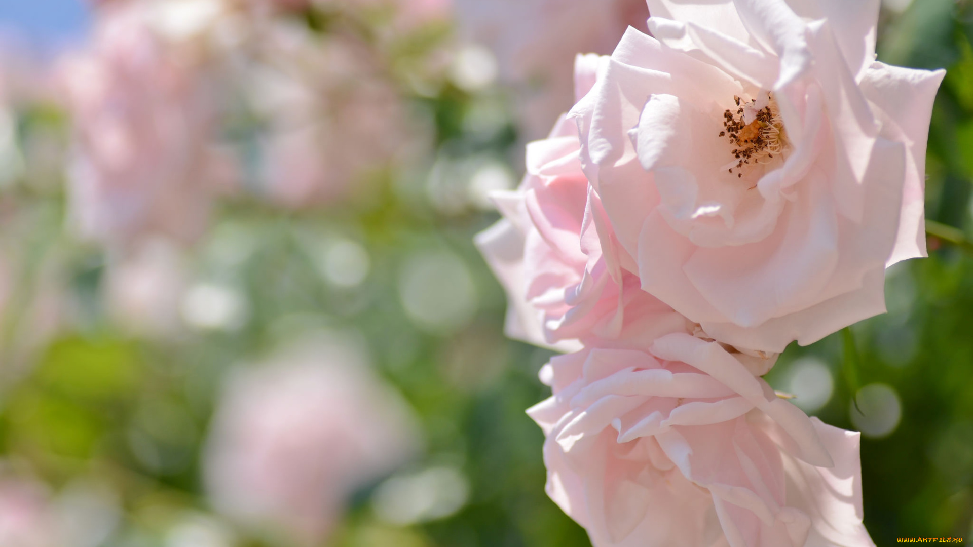 цветы, розы