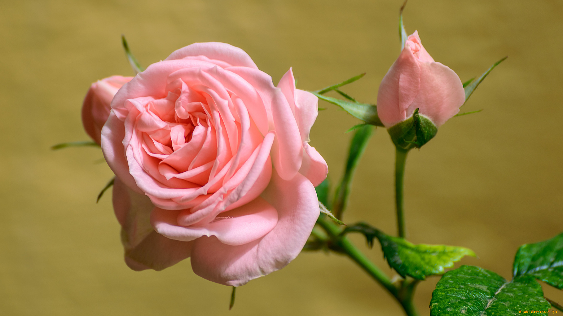 цветы, розы, blossoms, leaves, petals, bud, rose, цветение, листья, лепестки, роза, бутон