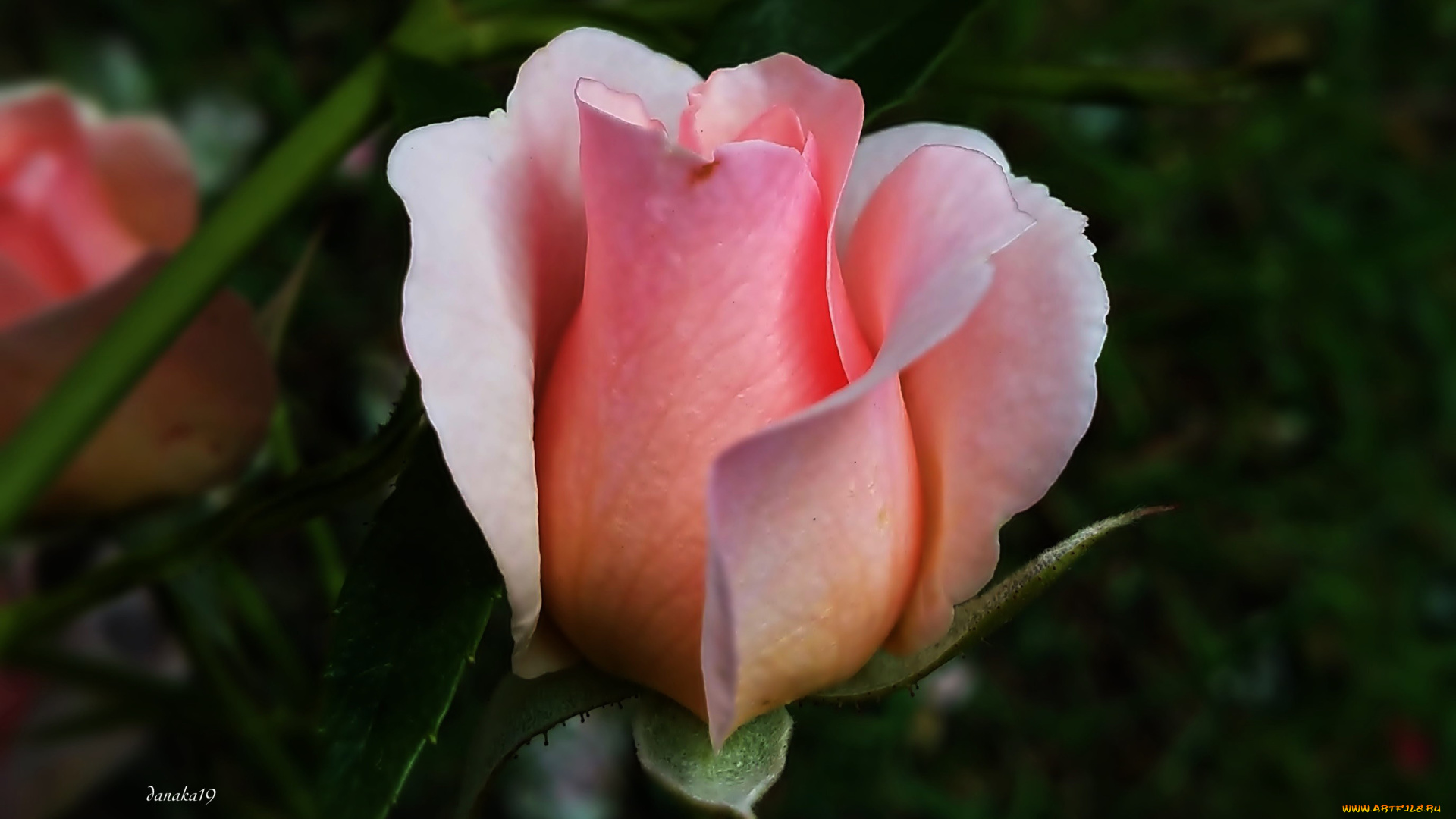 цветы, розы, бутон, розовый