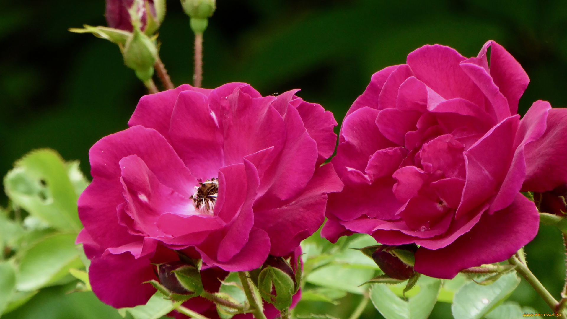 цветы, розы, лепестки, бутон, blossoms, leaves, petals, bud, rose, цветение, роза, листья