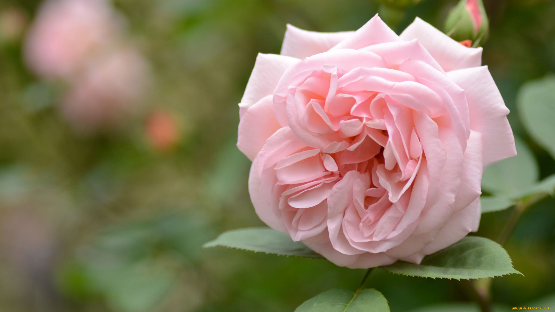 цветы, розы, роза