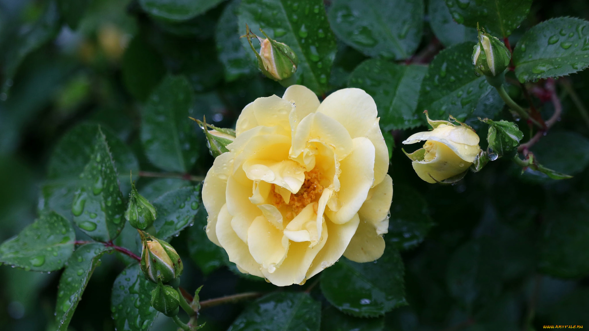 цветы, розы, роза, бутон, лепестки, листья, цветение, rose, bud, petals, leaves, blossoms