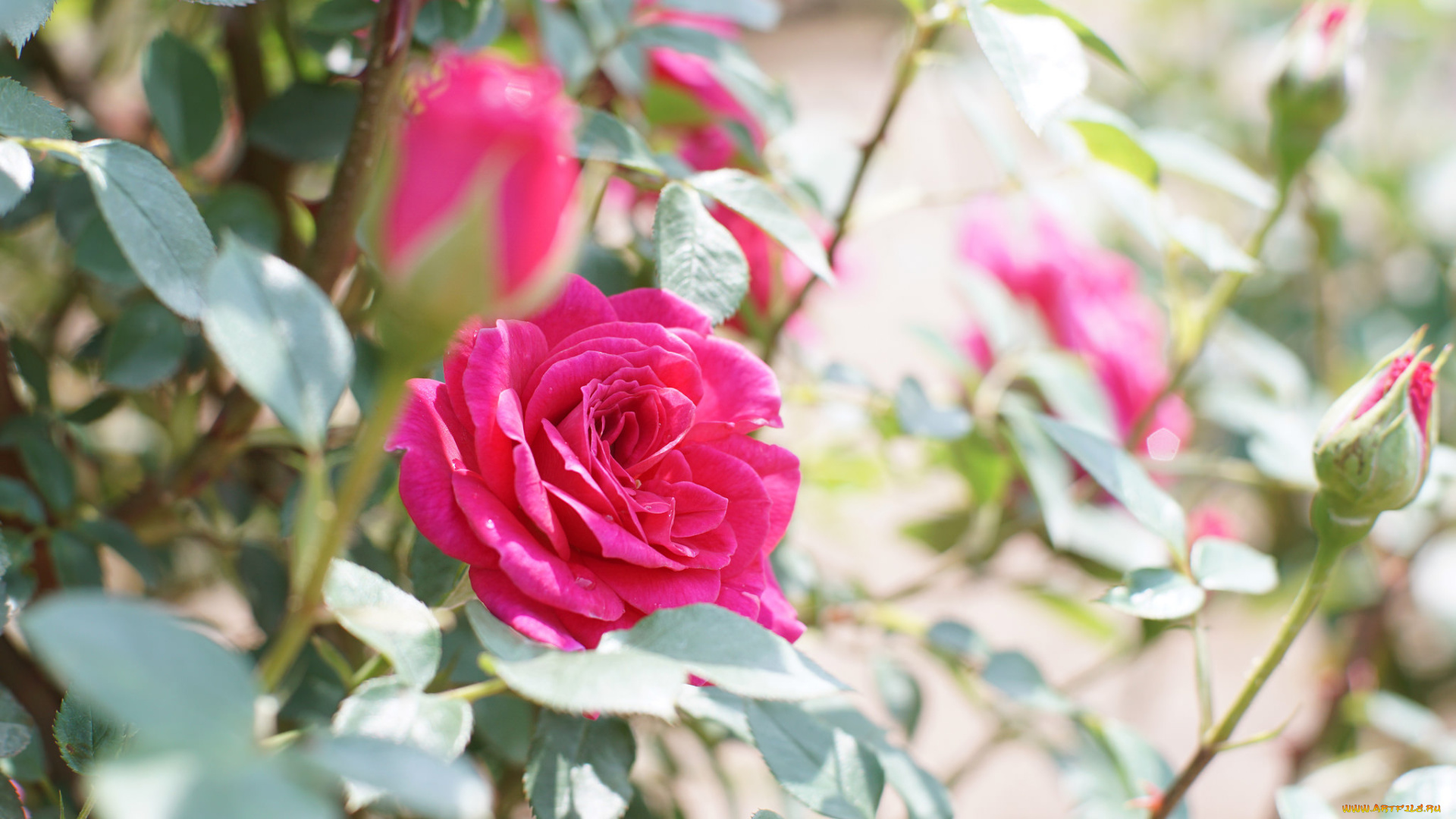 цветы, розы, роза, бутон, розовая, лепестки, цветение