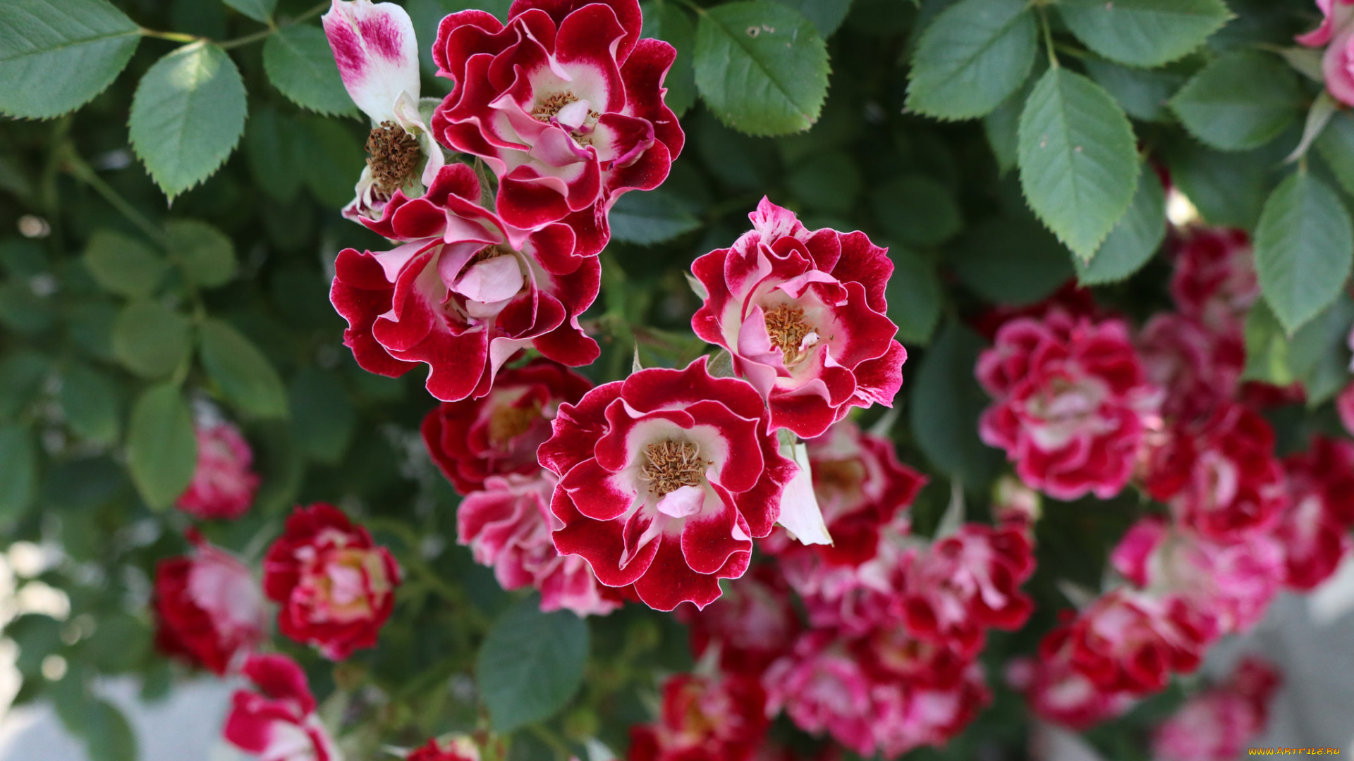 цветы, розы, роза, розовая, листья, лепестки, цветение