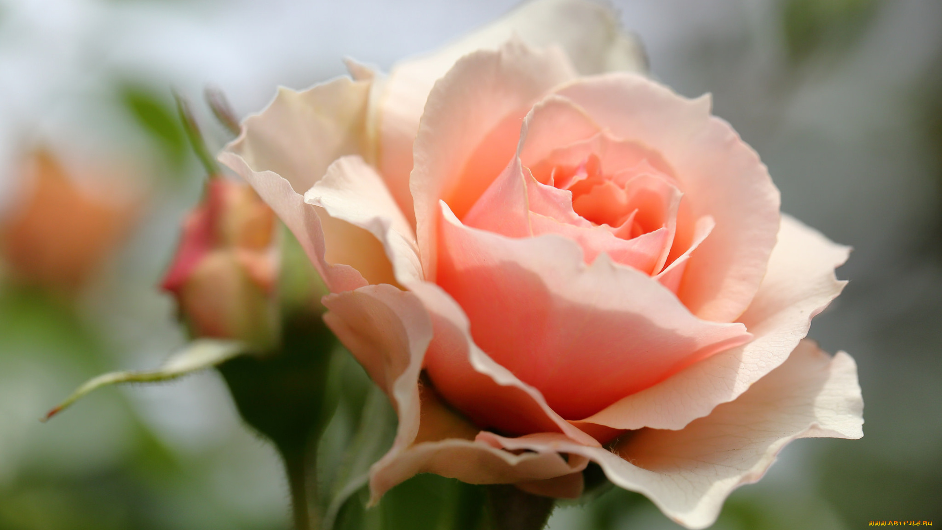 цветы, розы, розовая, роза, цветение, лепестки, листья