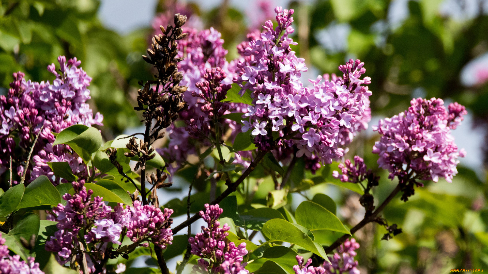 цветы, сирень, цветение, лепестки, цветки
