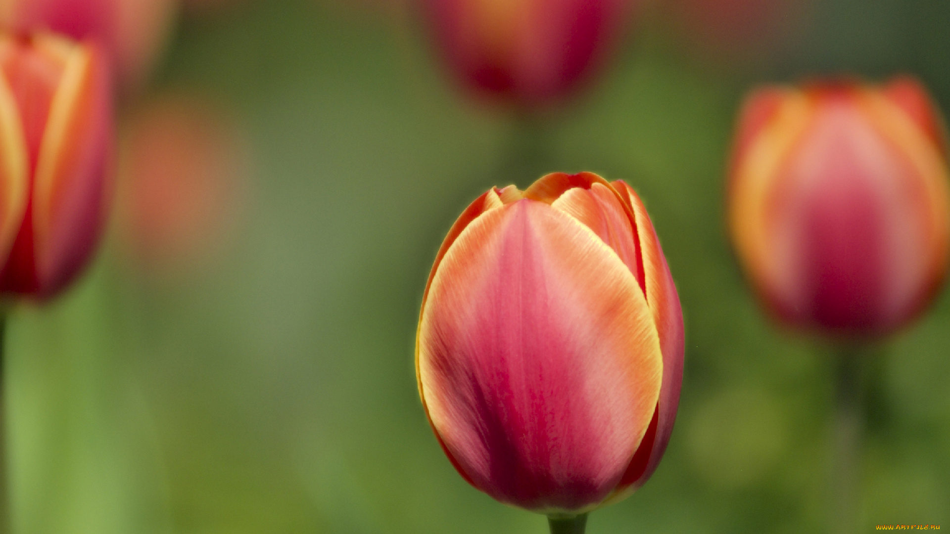 цветы, тюльпаны, оранжевые, бутоны