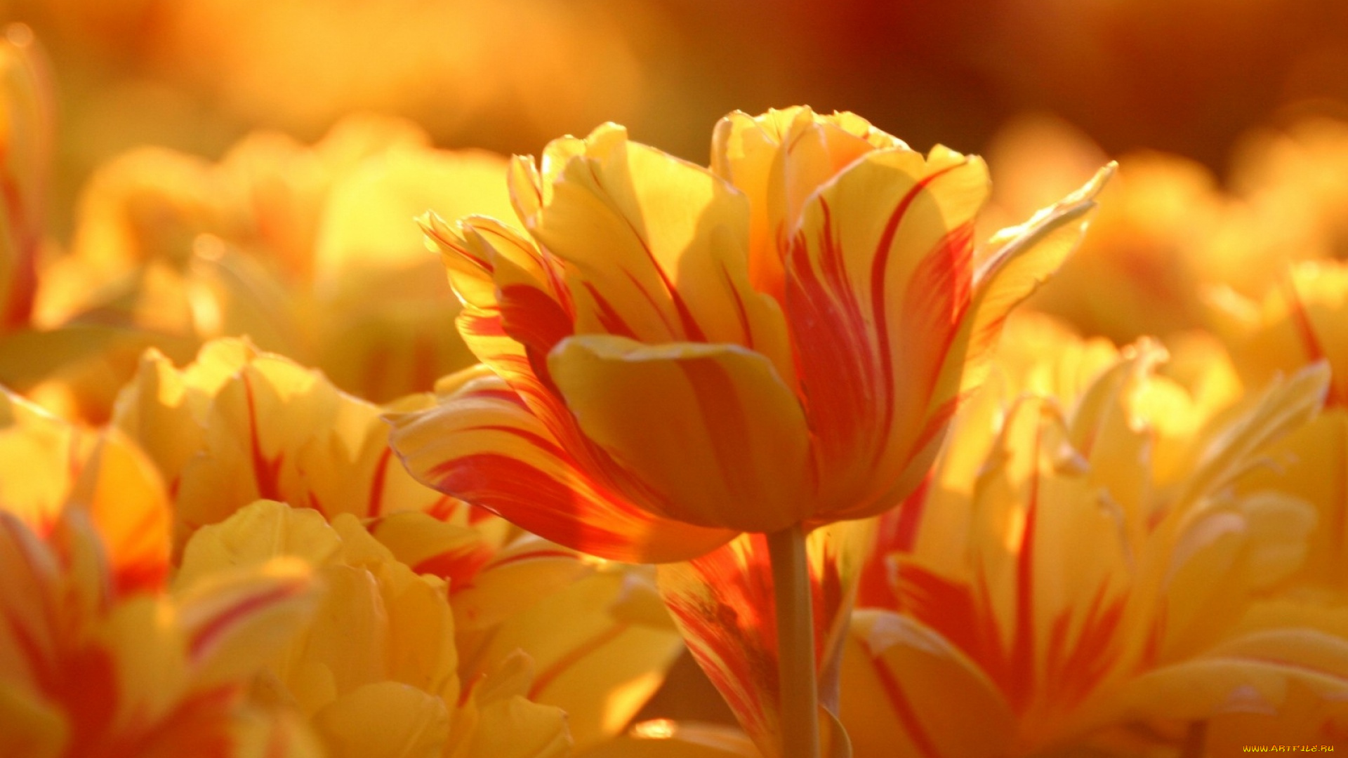 цветы, тюльпаны, поле, полосатые, желтые