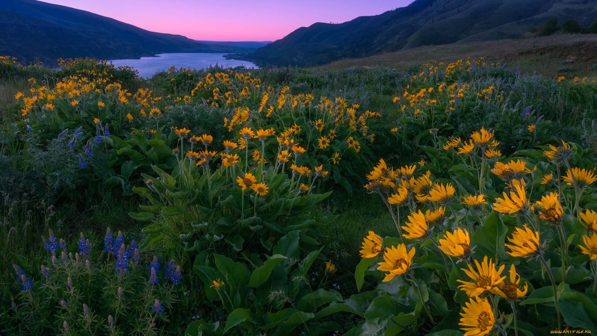 природа, луга, горы, цветение, цветы, луг