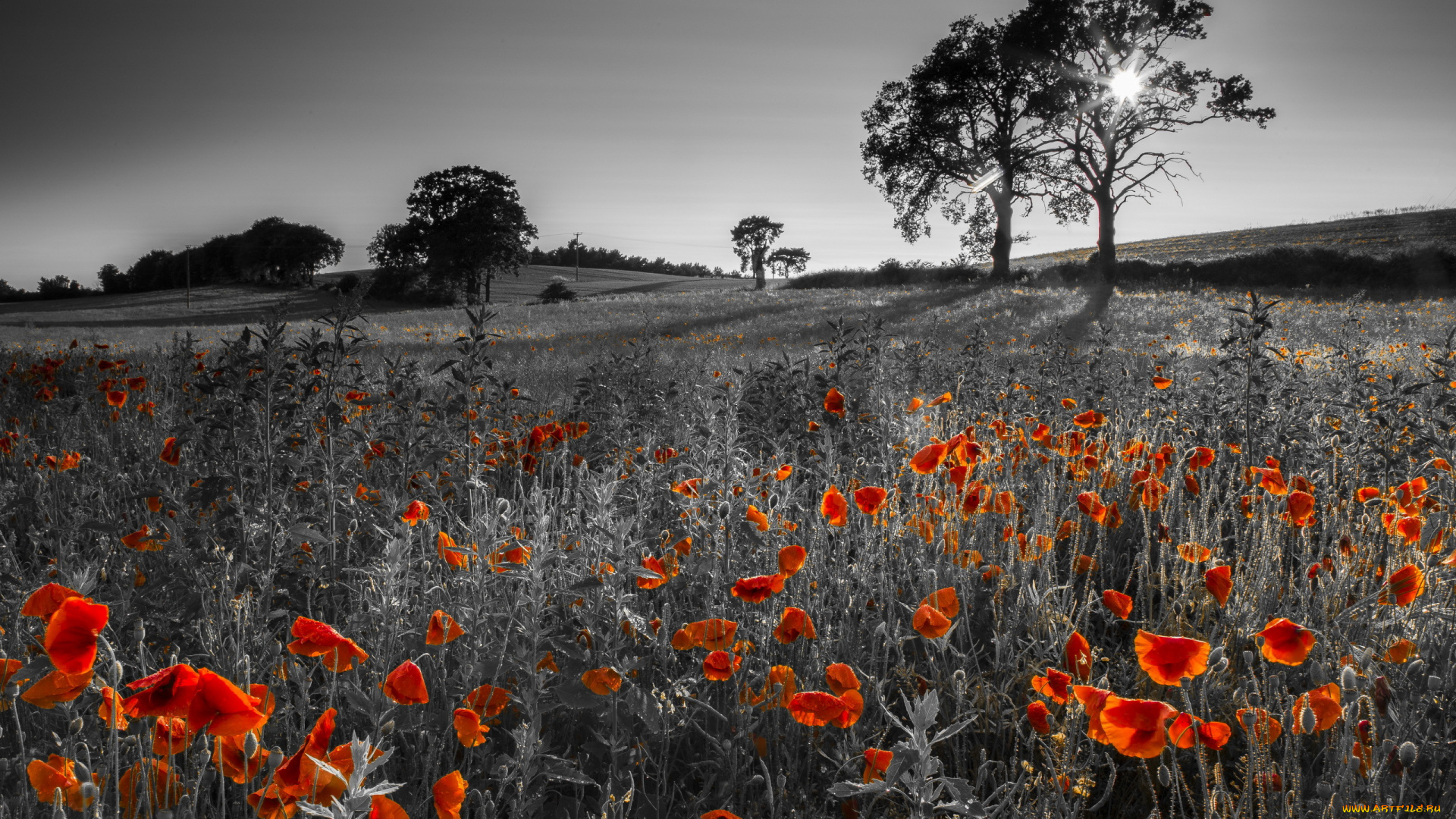 природа, пейзажи, поле, маки