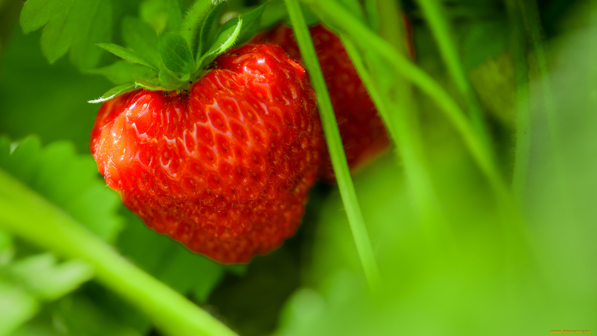 природа, Ягоды, листья, кустик, ягода, клубника