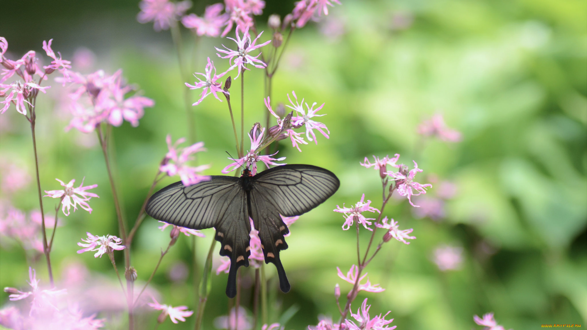 животные, бабочки, , мотыльки, , моли, бабочка