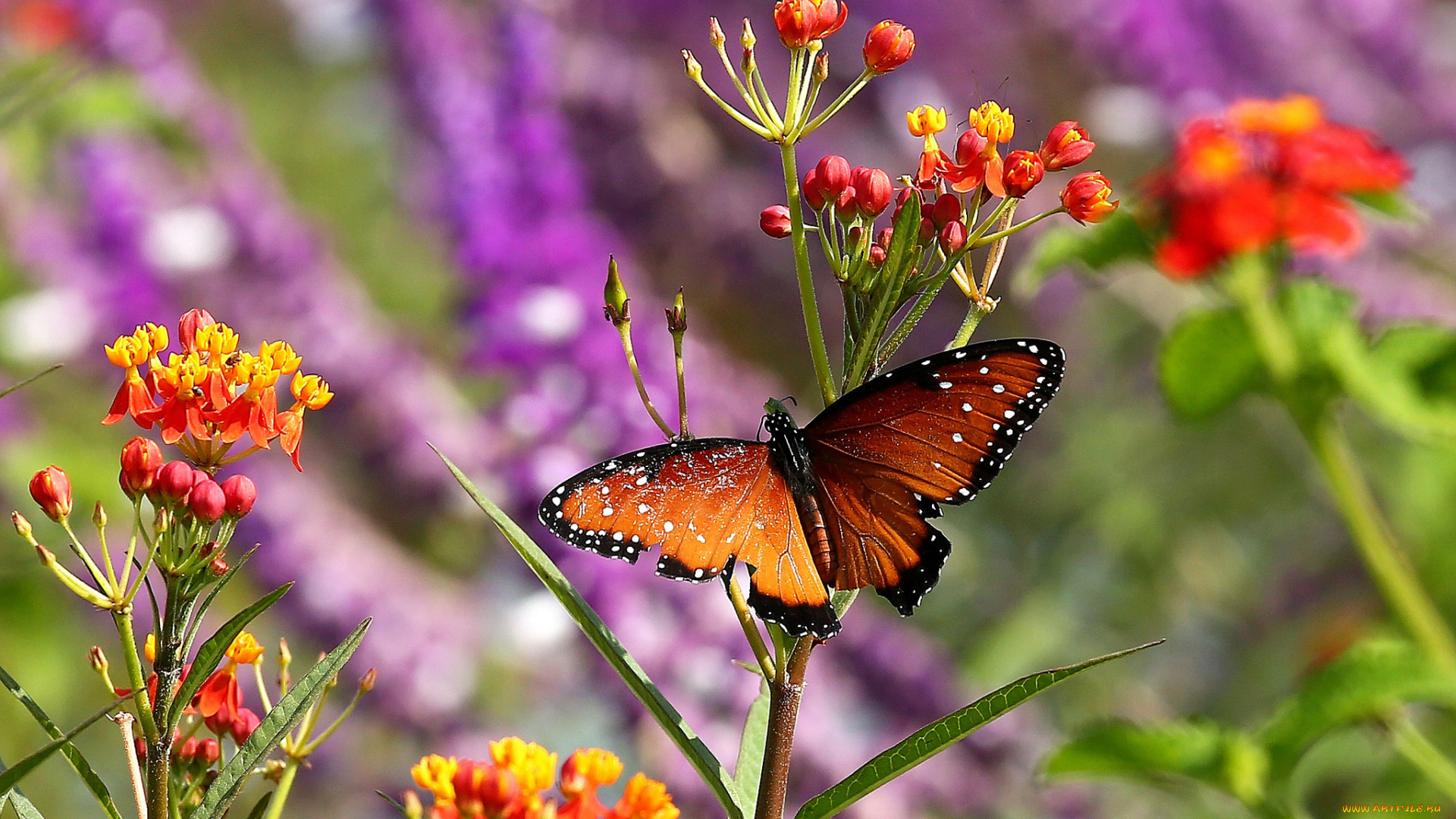 животные, бабочки, , мотыльки, , моли, бабочка, крылья, окрас