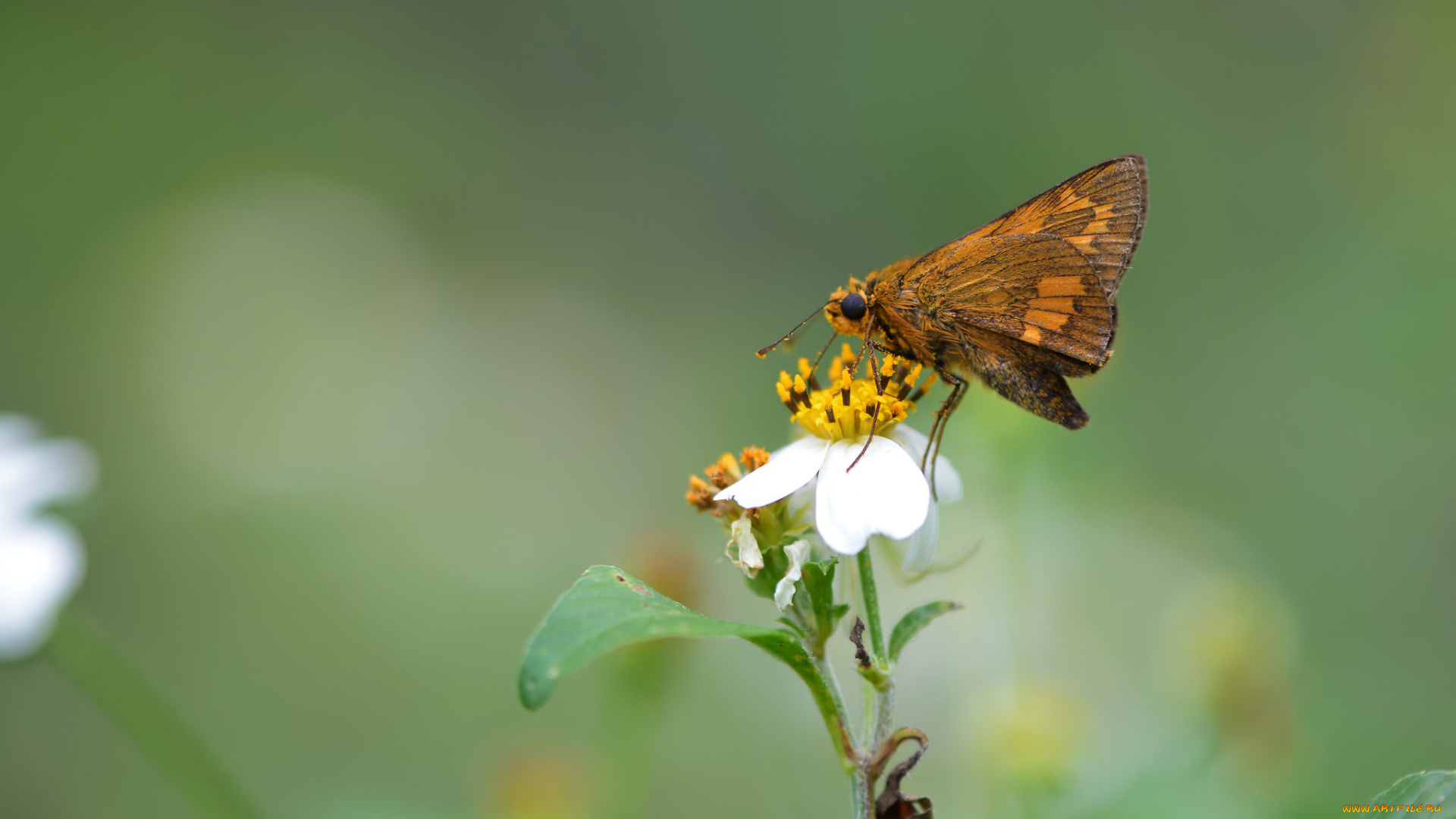 животные, бабочки, , мотыльки, , моли, усики, окрас, крылья, бабочка