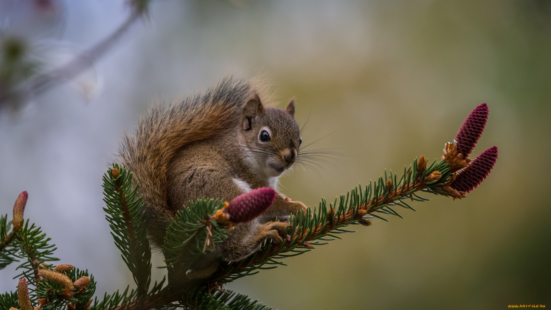 животные, белки, белка, ушка, лапки, хвостик, милашка