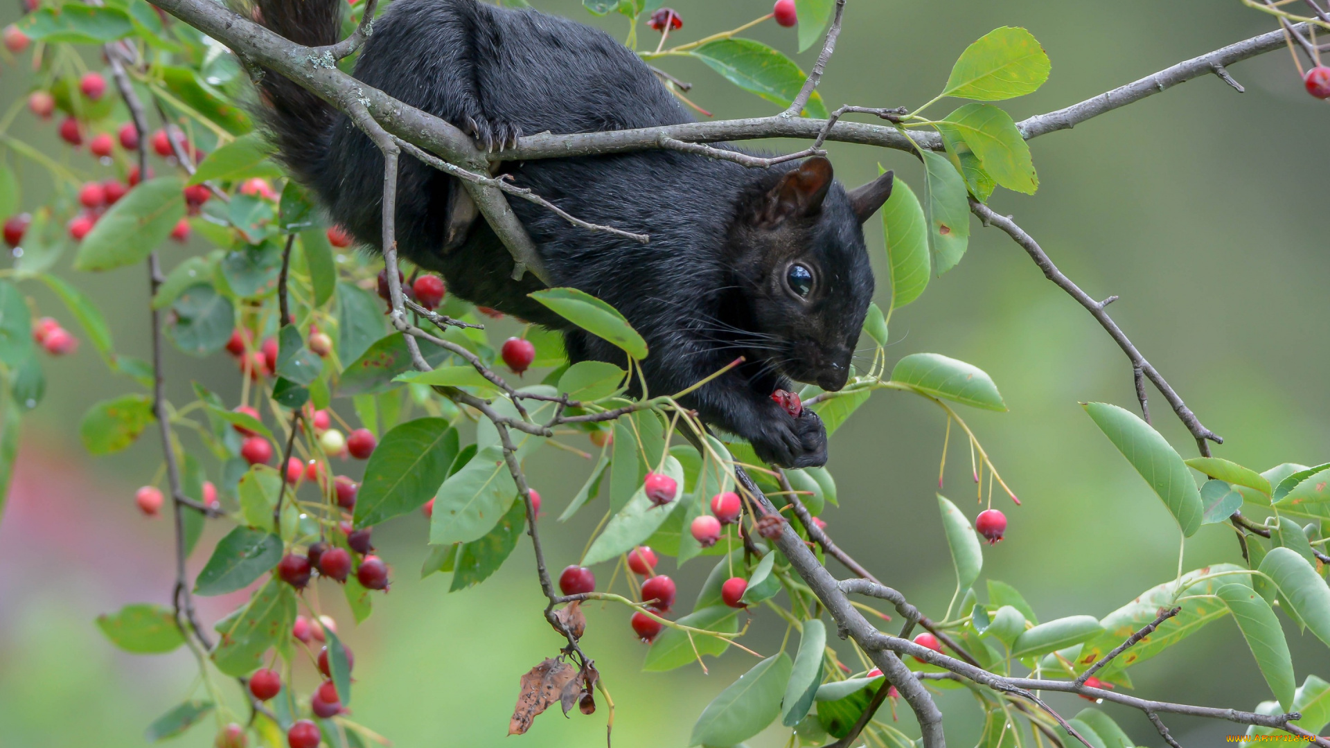 животные, белки, белка, ушка, лапки, хвостик, милашка