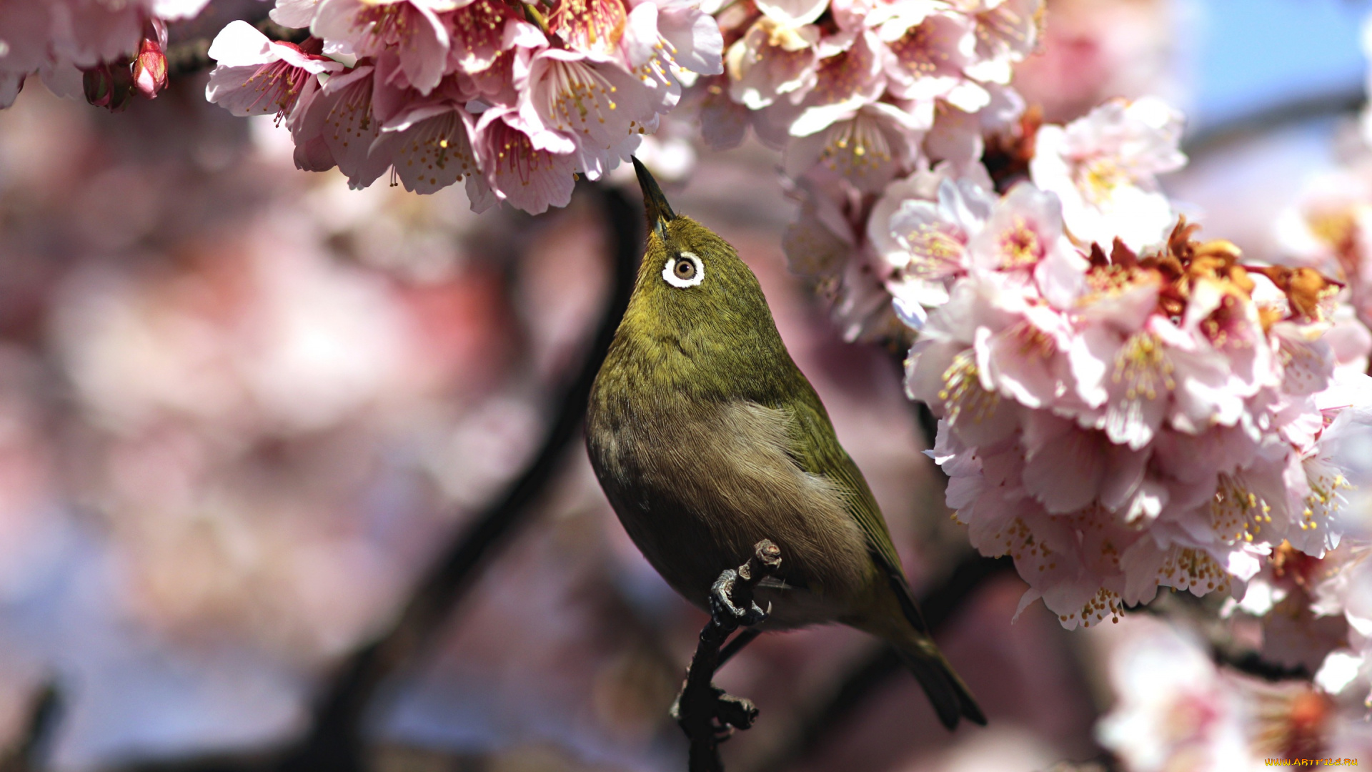 животные, белоглазки, птица, весна, сакура, white-eye, белоглазка, цветы, ветка, белый, глаз