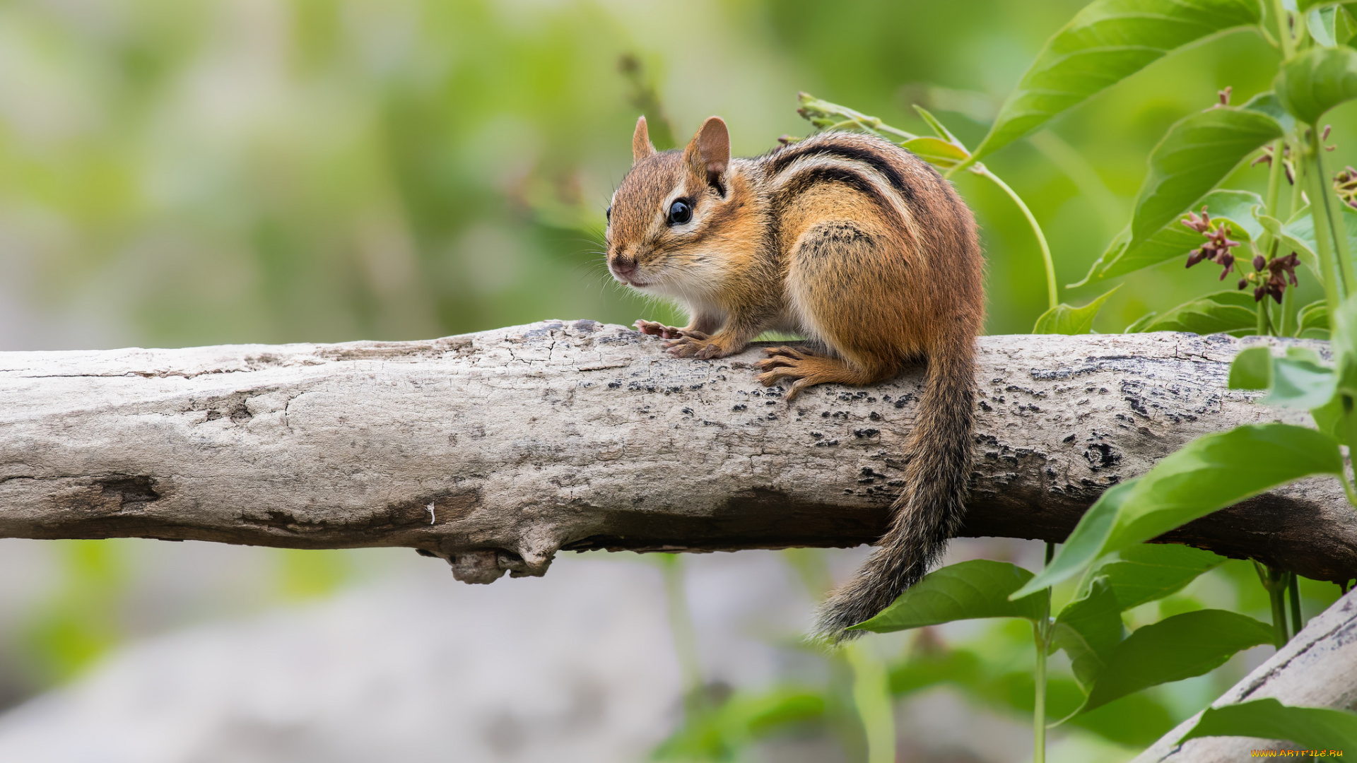 животные, бурундуки, бурундук, окрас, милый
