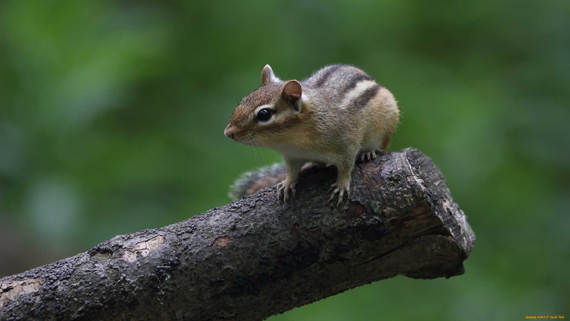животные, бурундуки, животное, окрас, бурундук