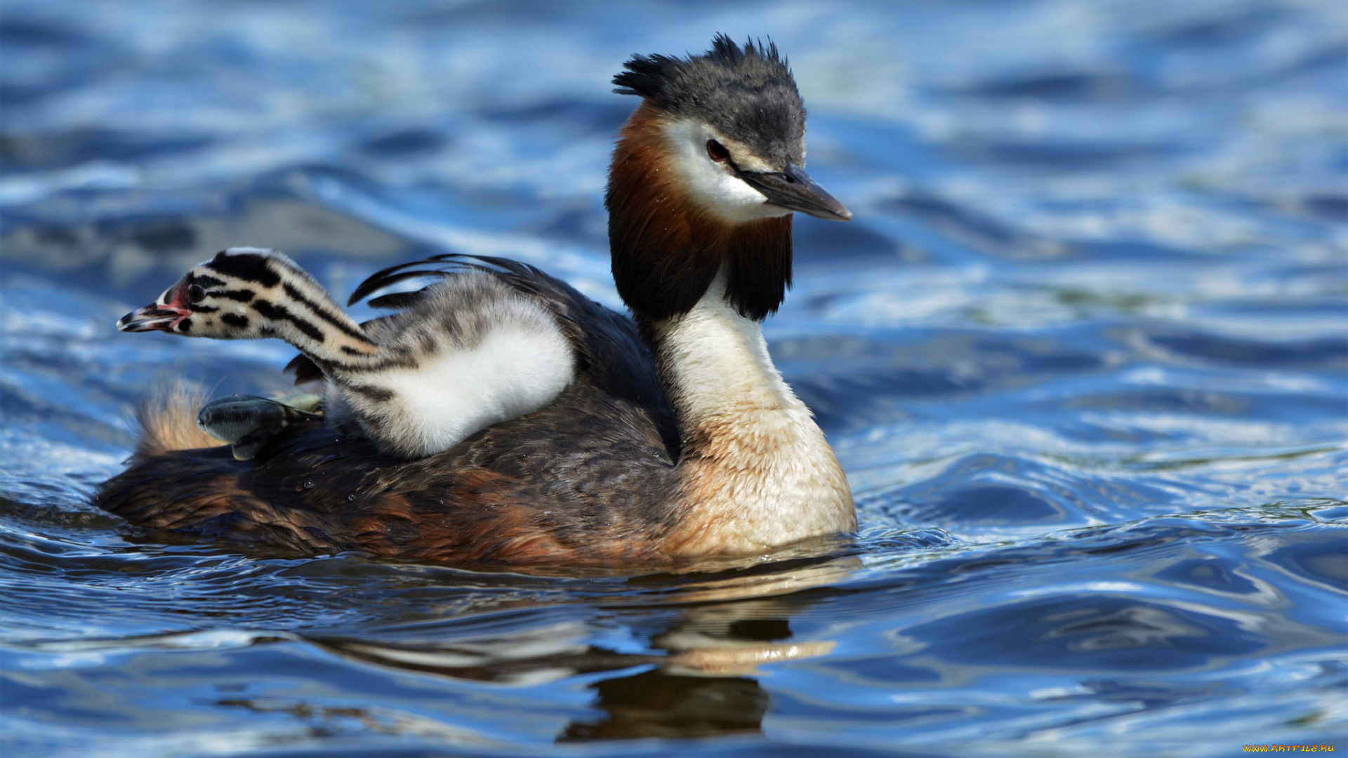 животные, Чомги, , поганки, перья, птица, чомга