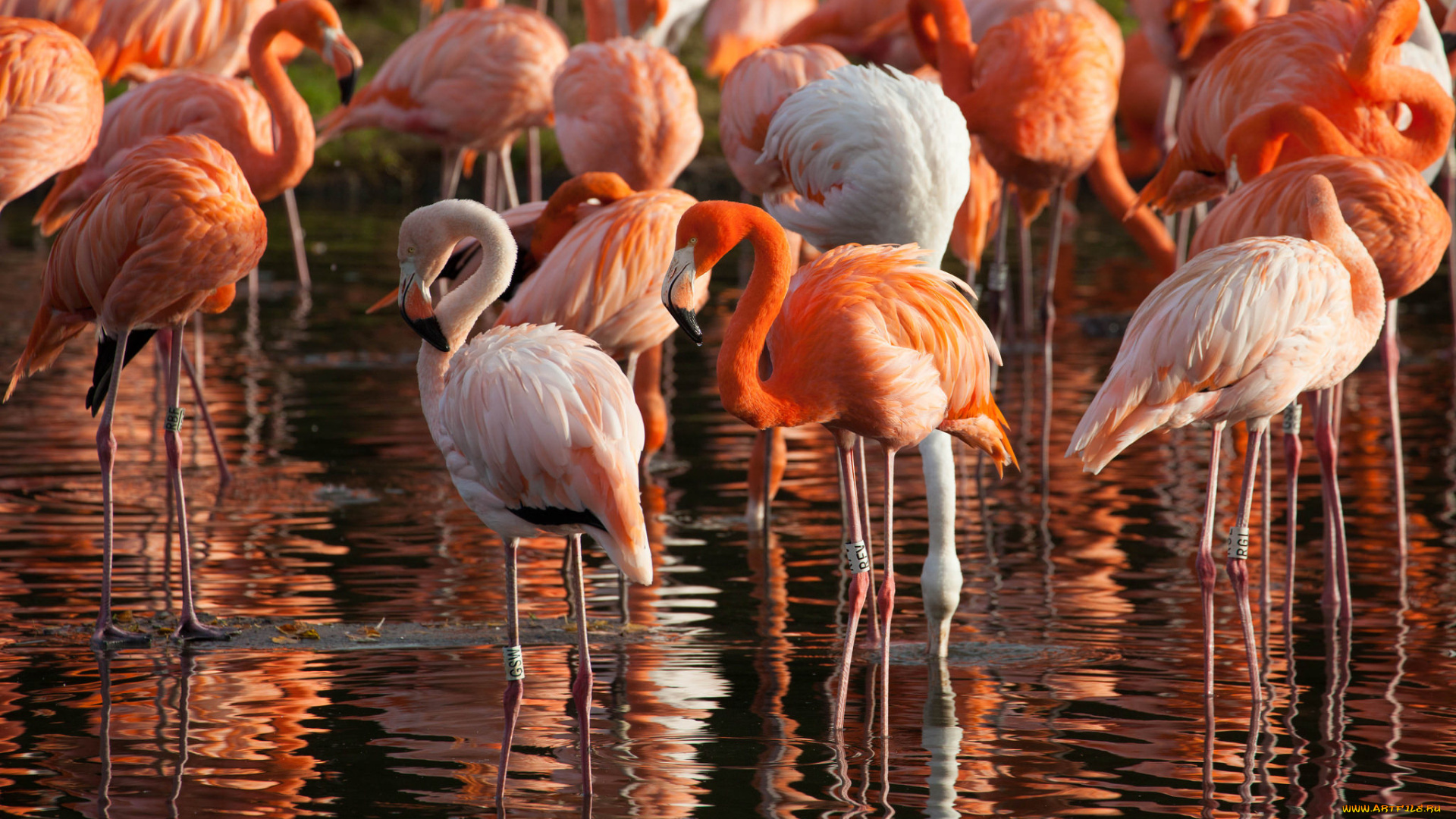 животные, фламинго, перья, окрас, птица