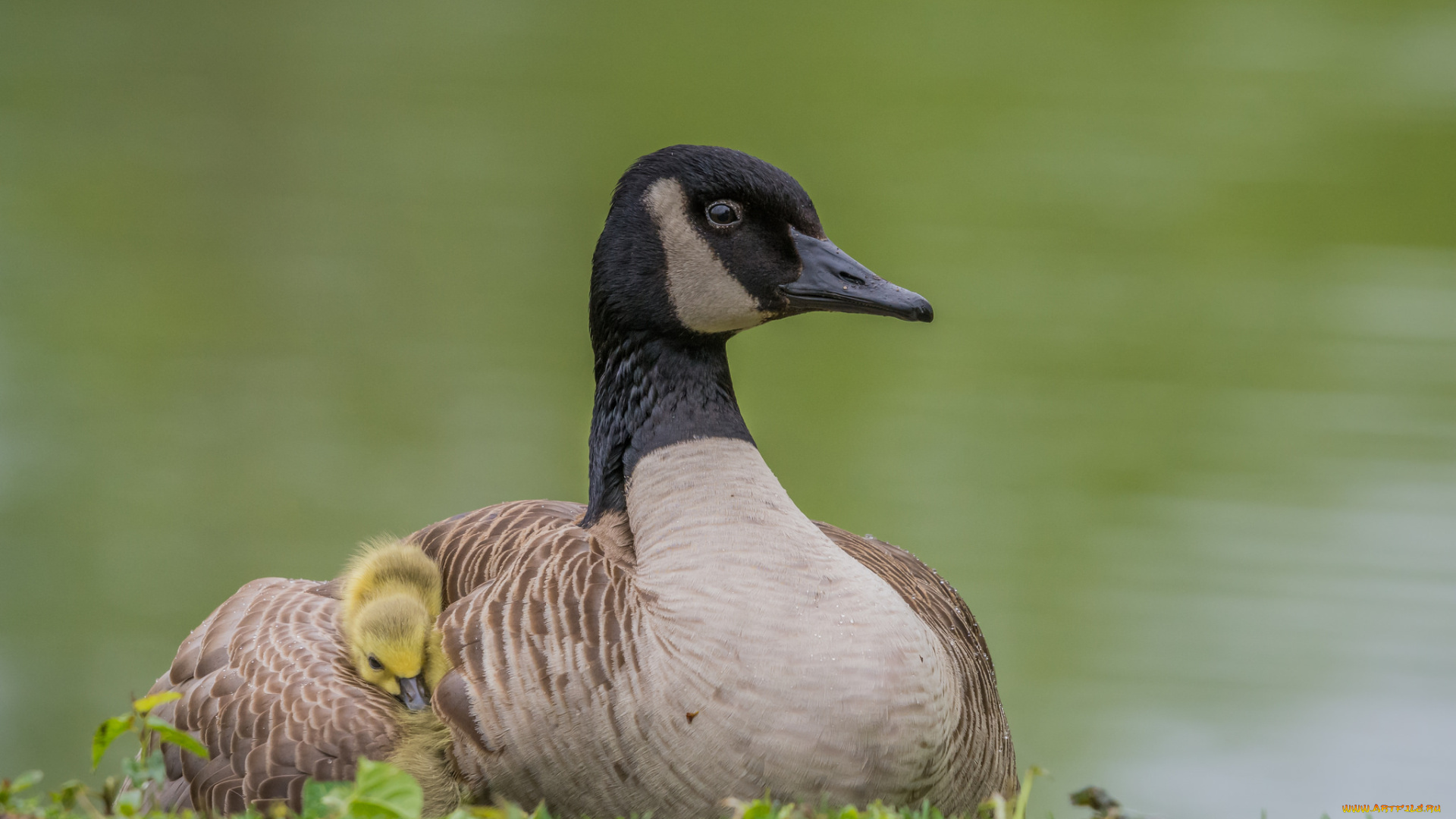 животные, гуси, гусь, животное, окрас, перья