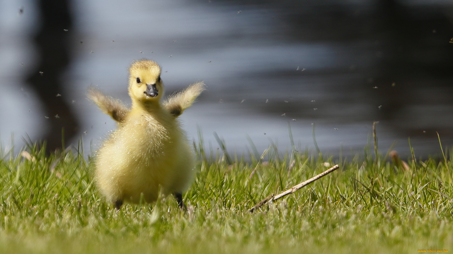 животные, гуси, гусёнок