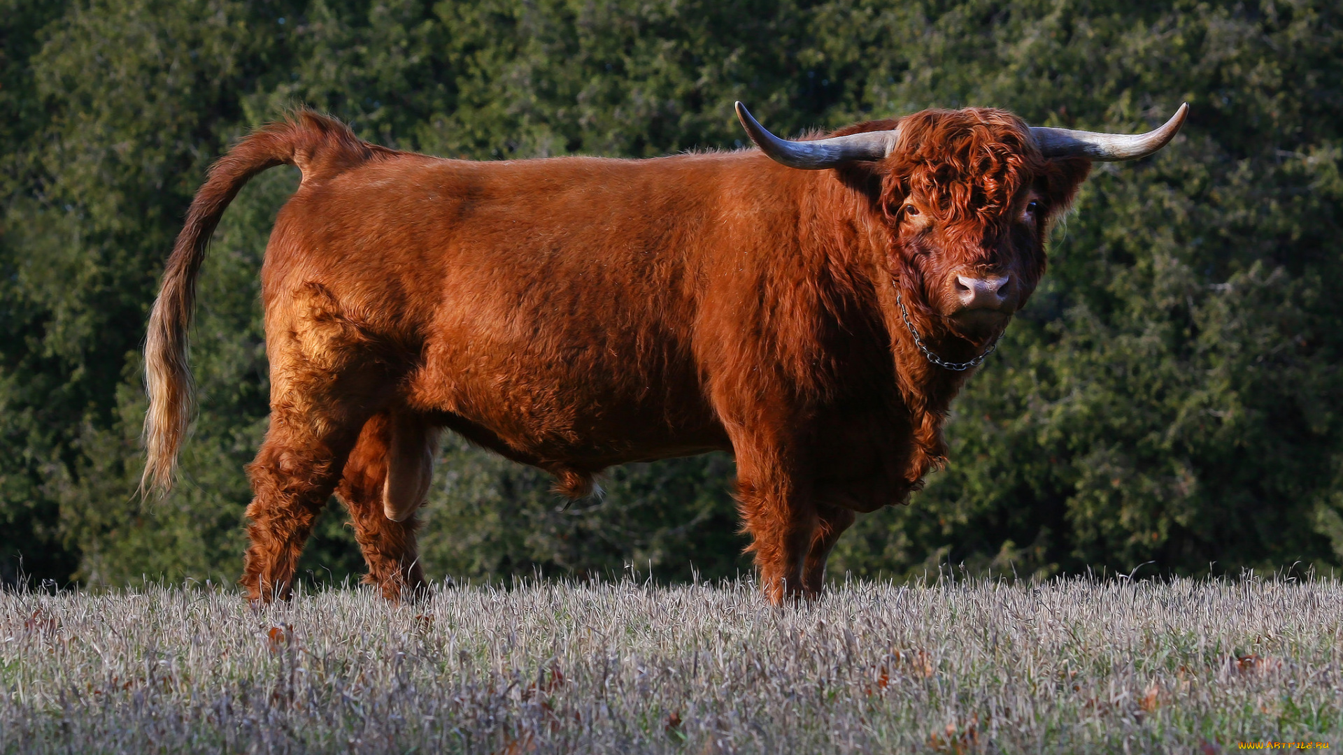 животные, коровы, , буйволы, большой, рога, бык, шкура, шерсть