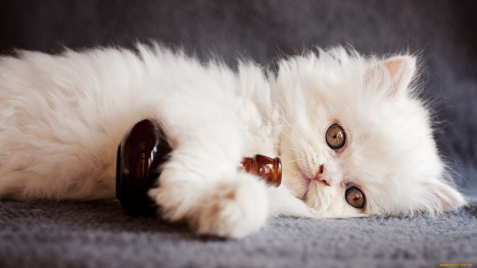 животные, коты, взгляд, животное, бутылка, котёнок