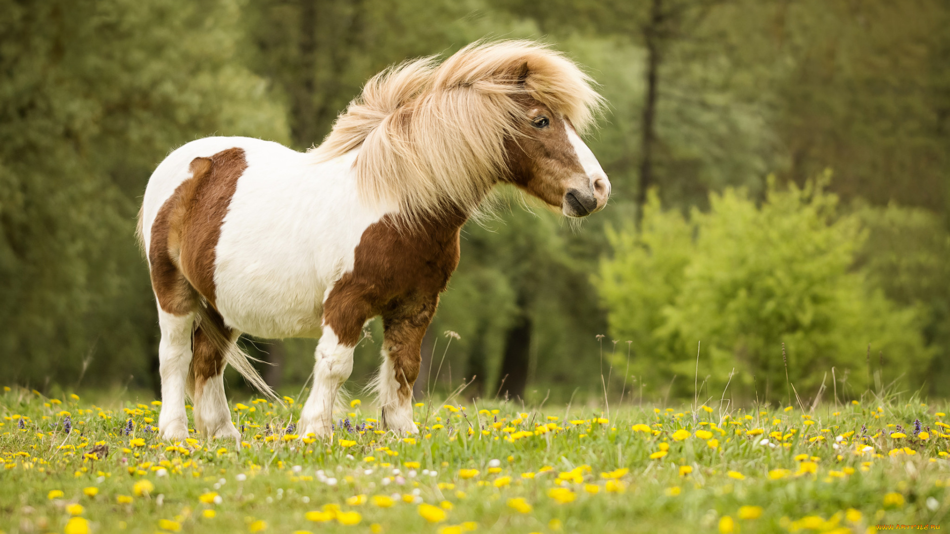 животные, лошади, лошадь, окрас, шерсть, грива
