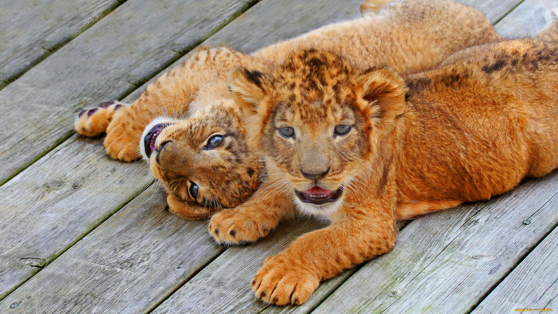 животные, львы, язык, лев, кошка, забавный