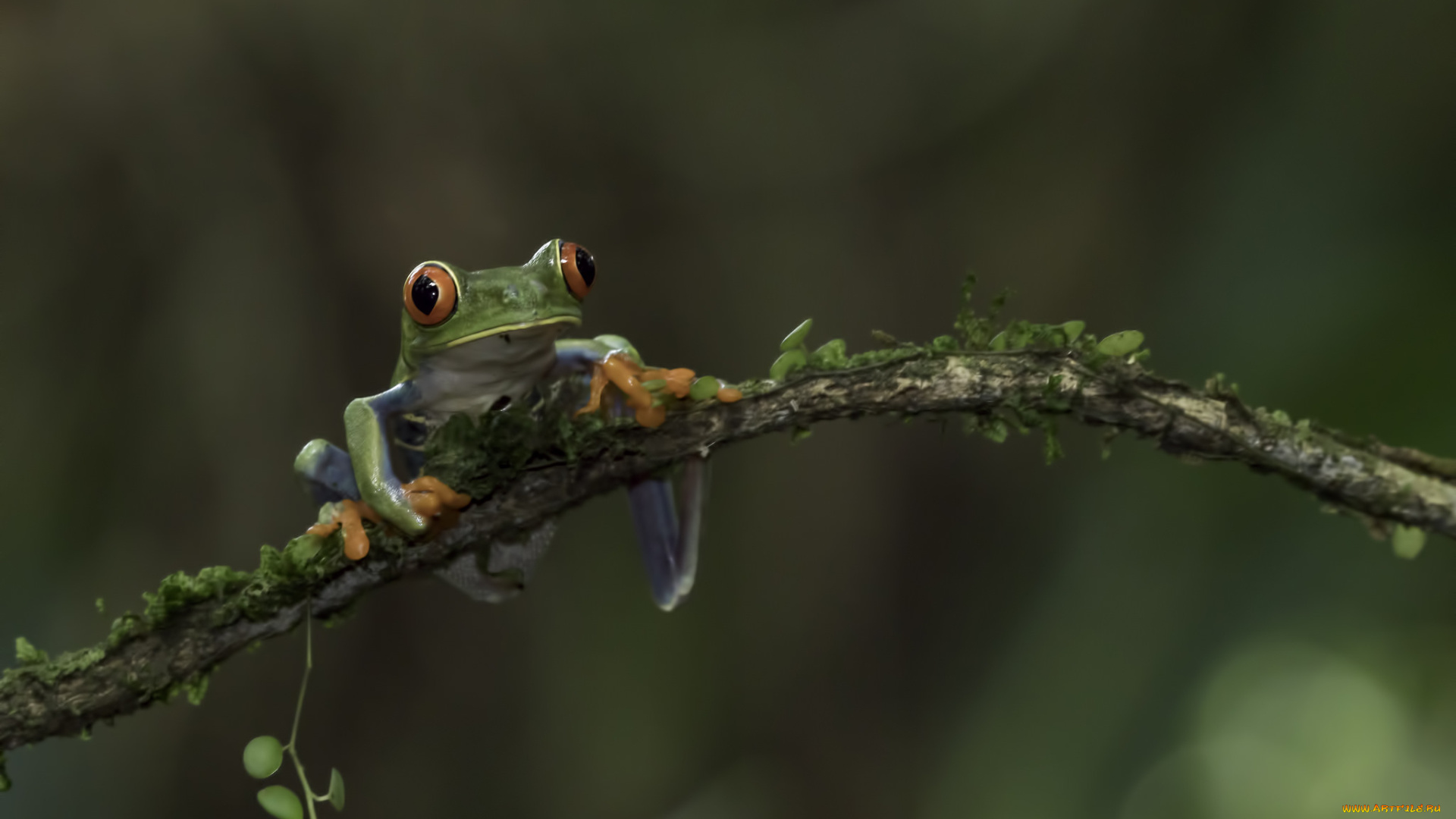 животные, лягушки, вода, окрас, лягушка