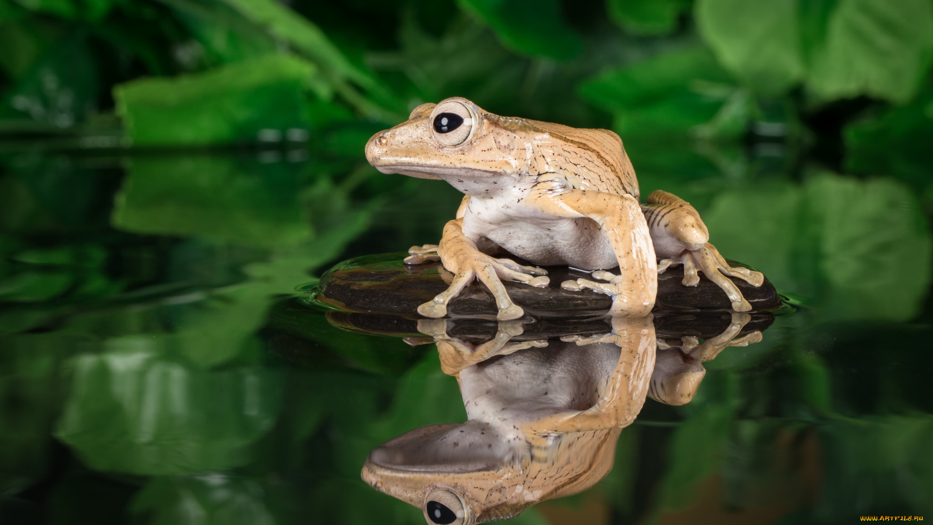 животные, лягушки, вода, окрас, лягушка