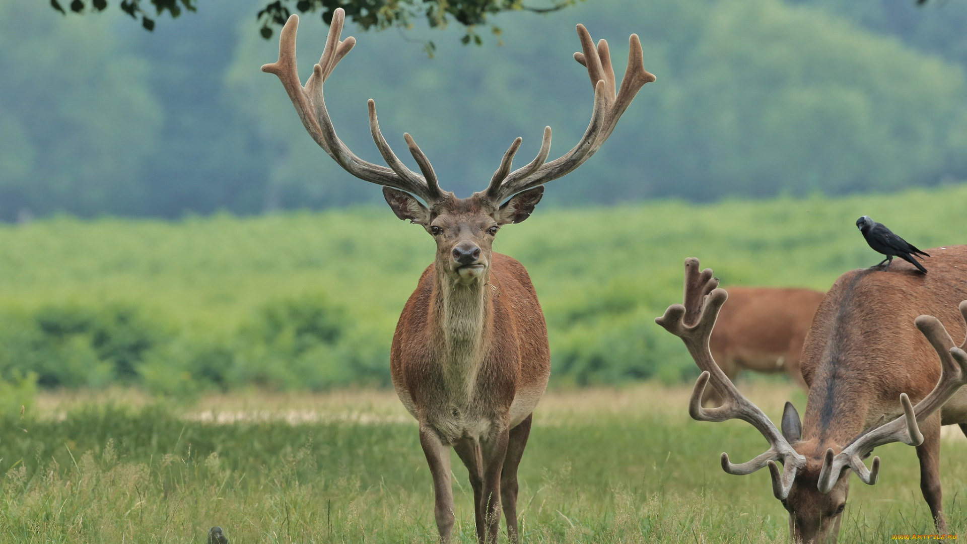 животные, олени, олень, рога, большой