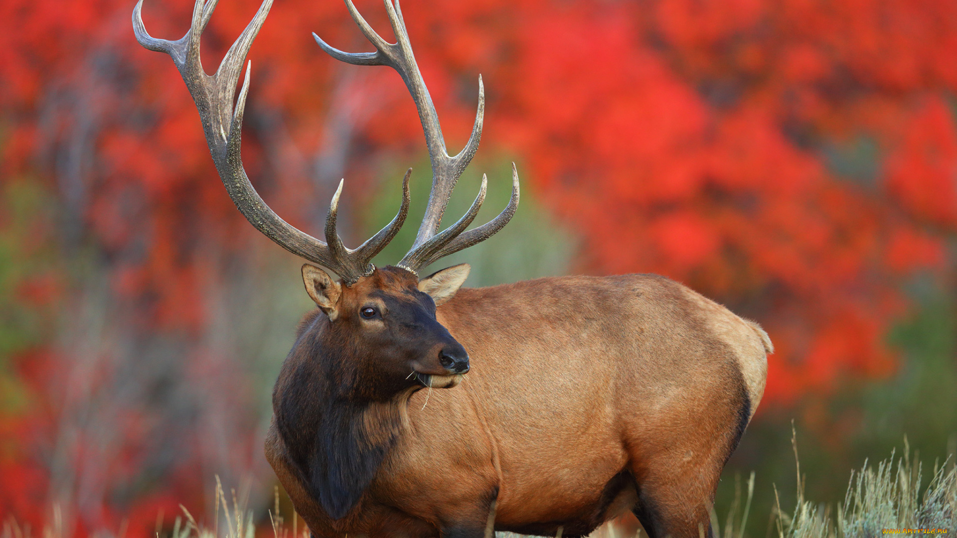 животные, олени, олень, рога, шкура, больной