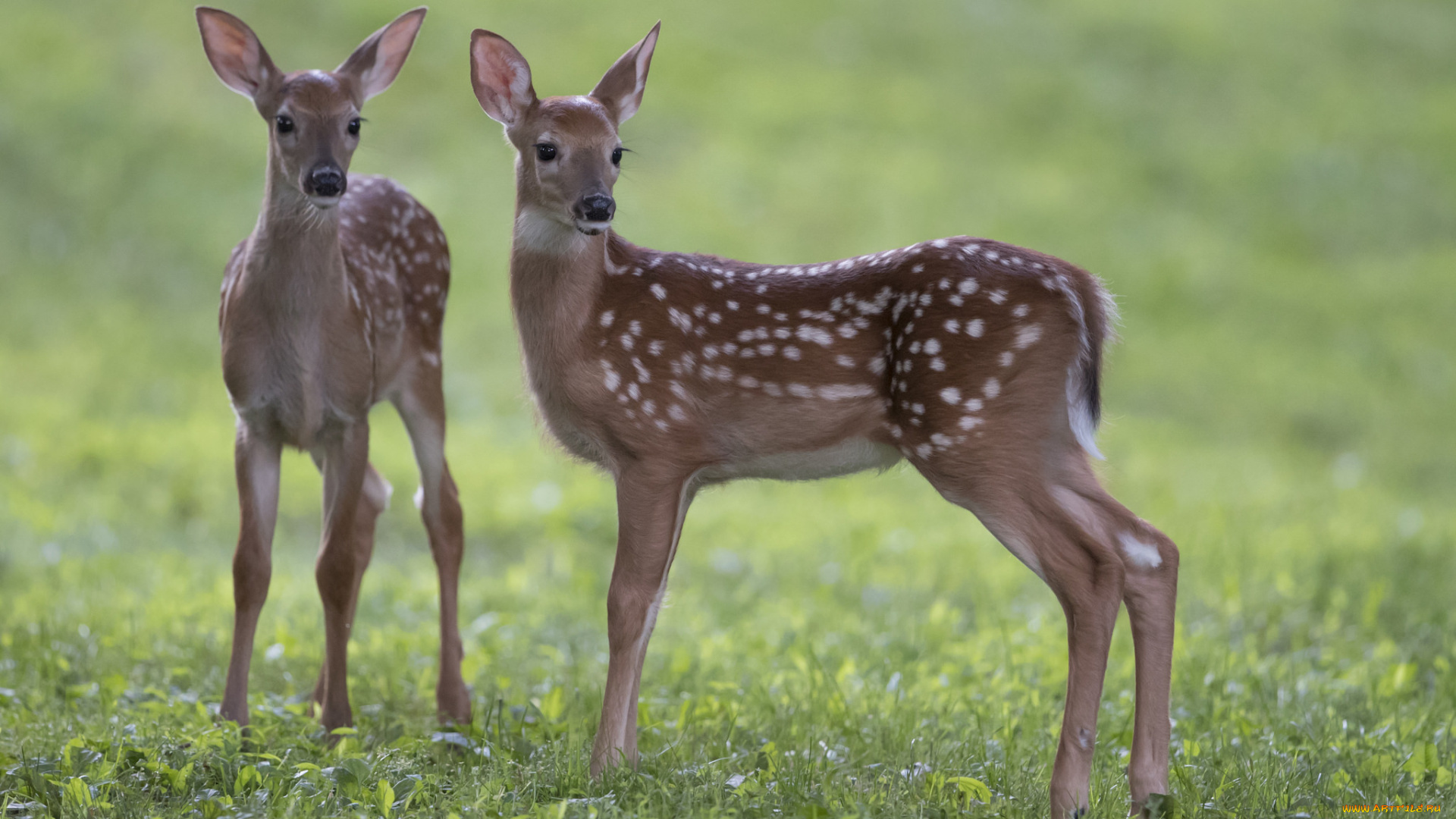 животные, олени, оленята