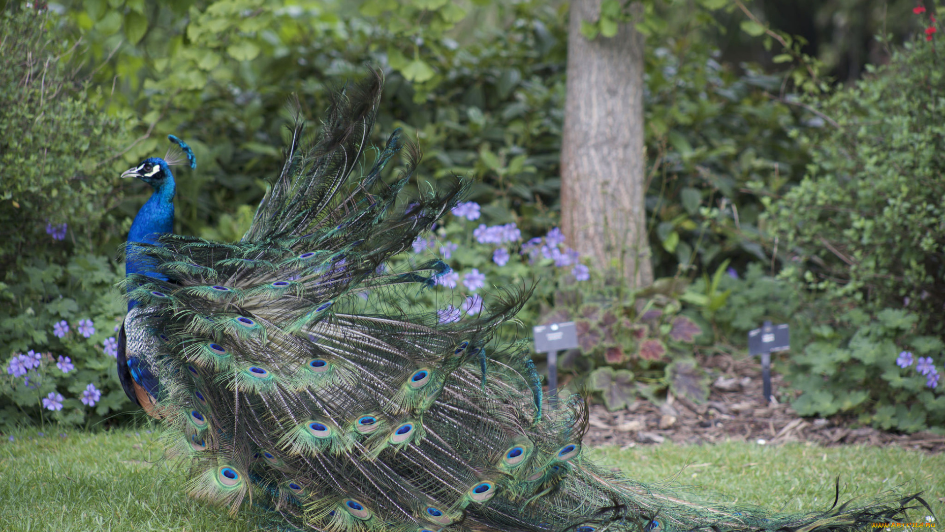 животные, павлины, павлин, перья, окрас, хвост, птица