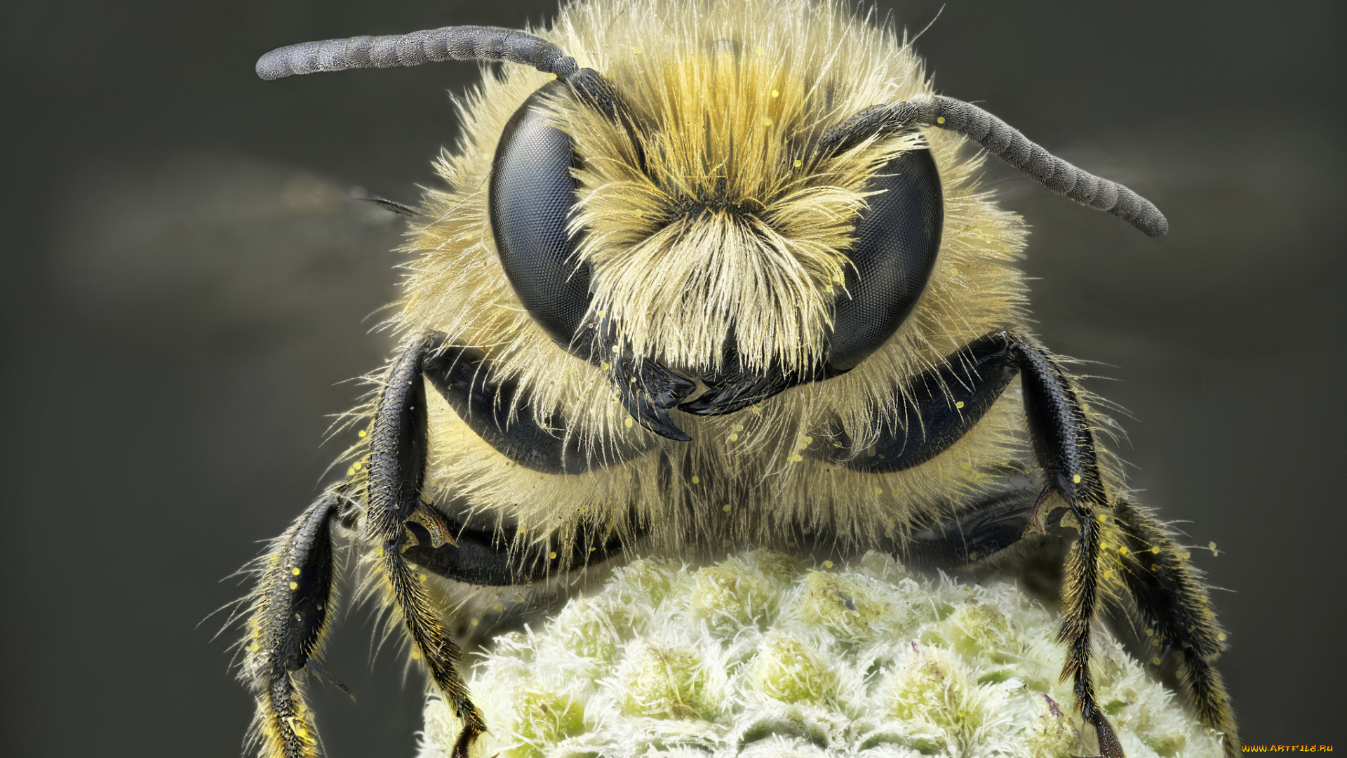 животные, пчелы, , осы, , шмели, макро