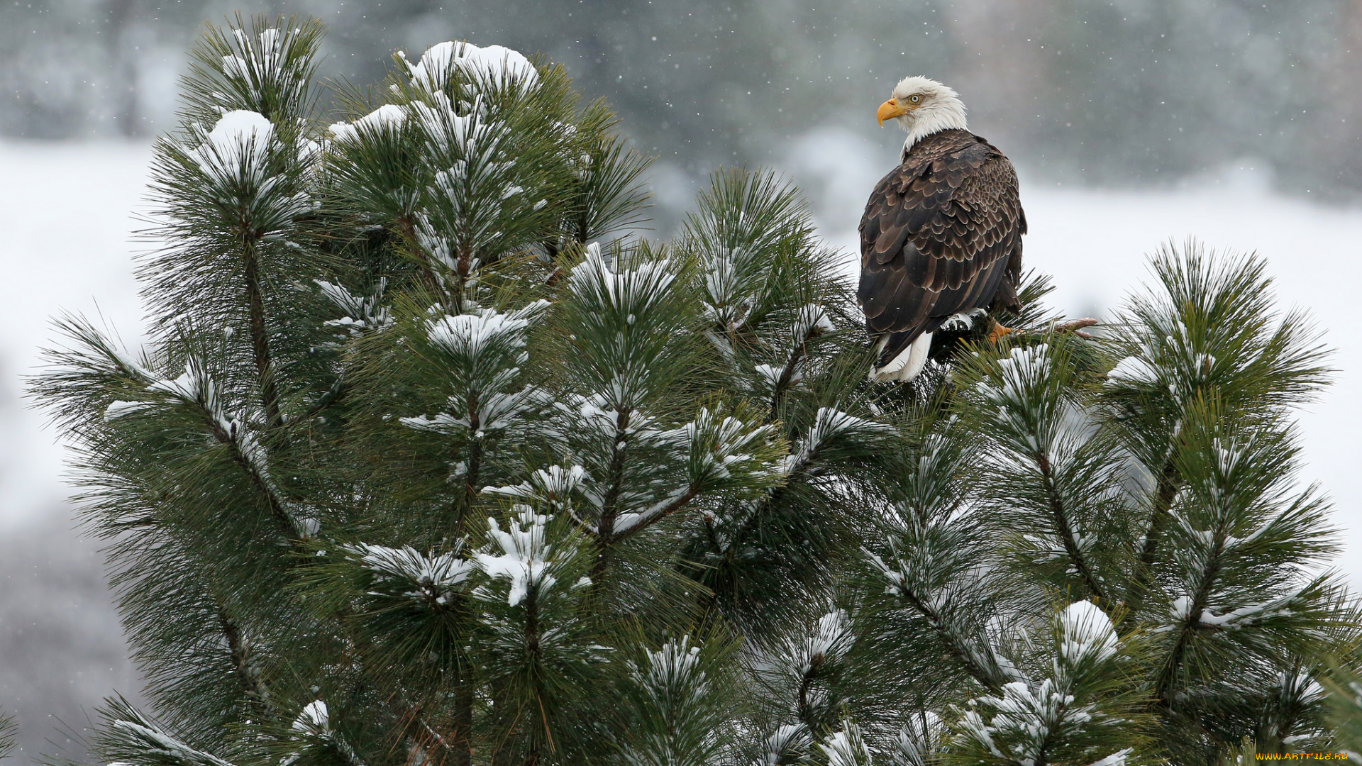 животные, птицы, -, хищники, орел, птица, перья, клюв