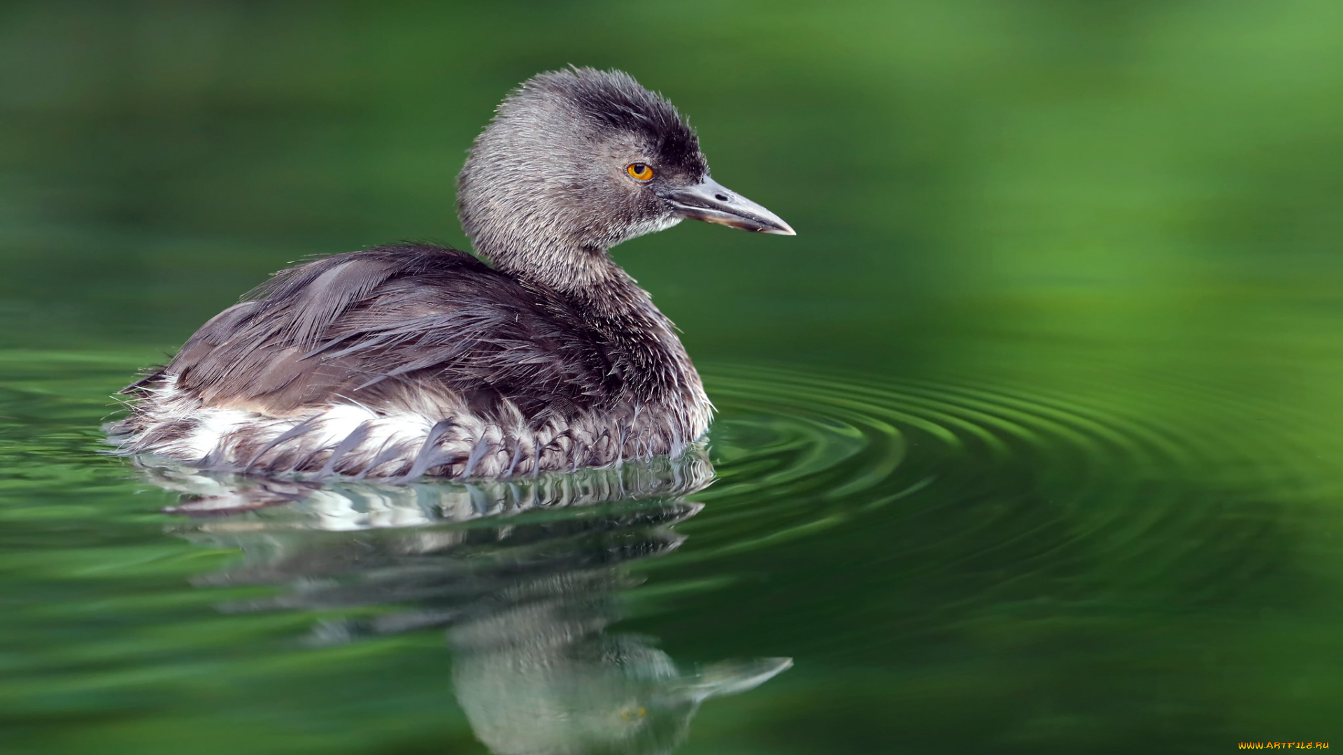 животные, птицы, птица, клюв, перья