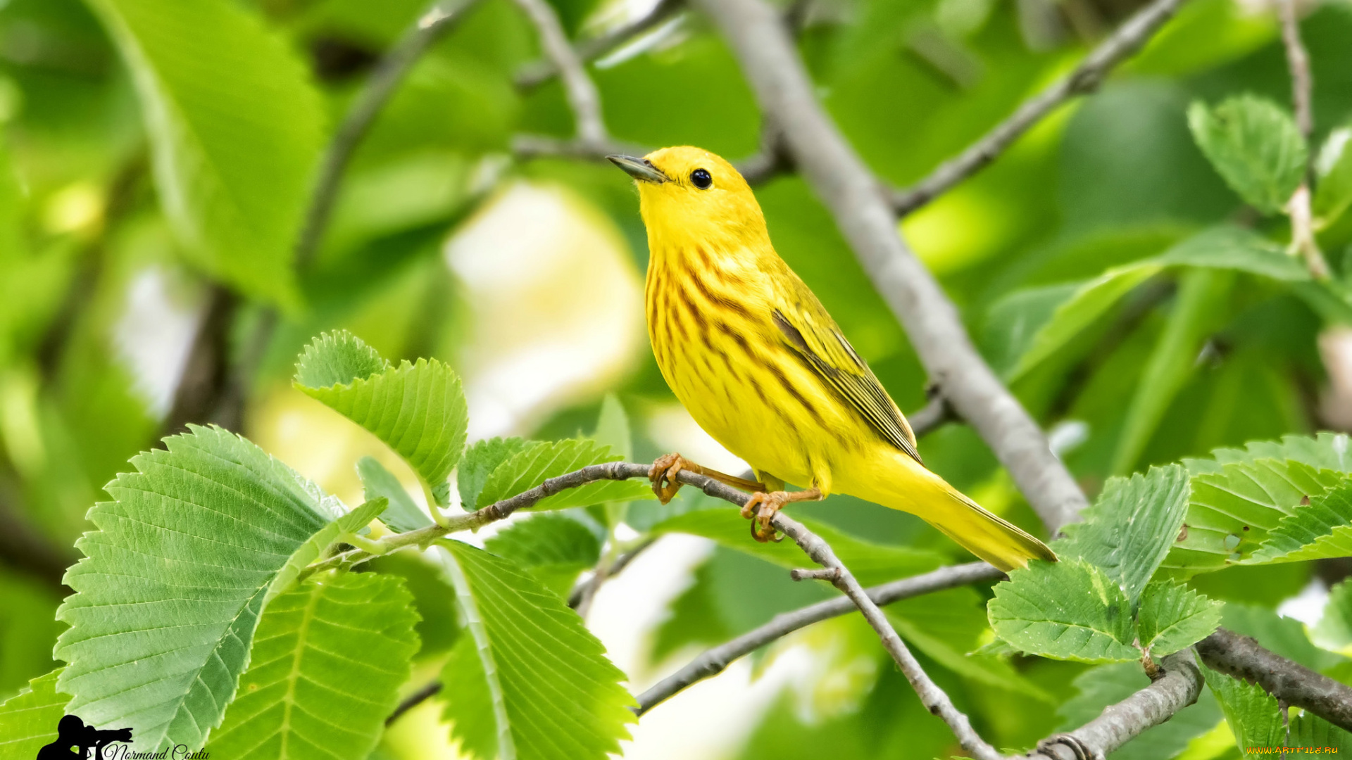 животные, птицы, птица, окрас, перья